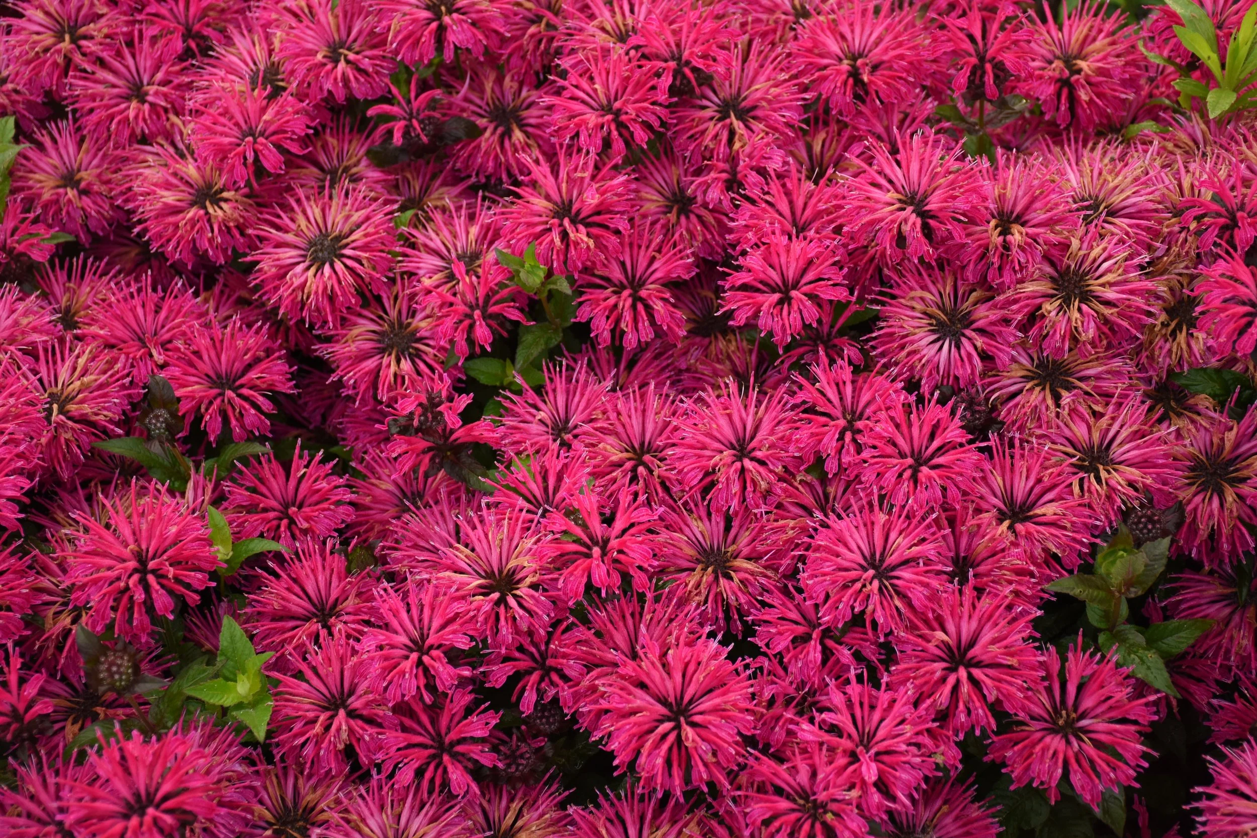 Monarda 'Leading Lady Razzberry'