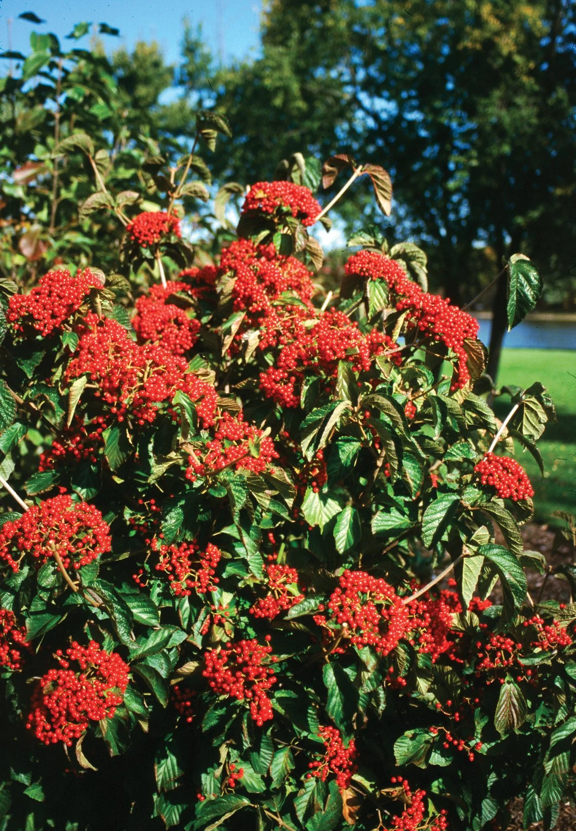 cardinal_candy-viburnum-2.jpg
