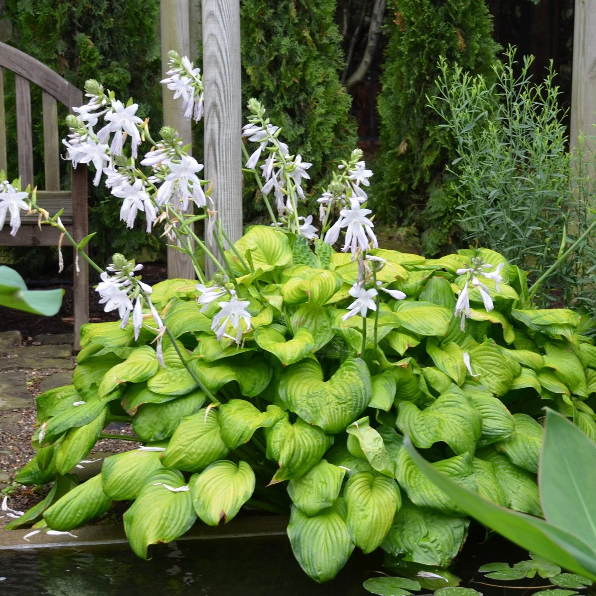Hosta x 'Guacamole'