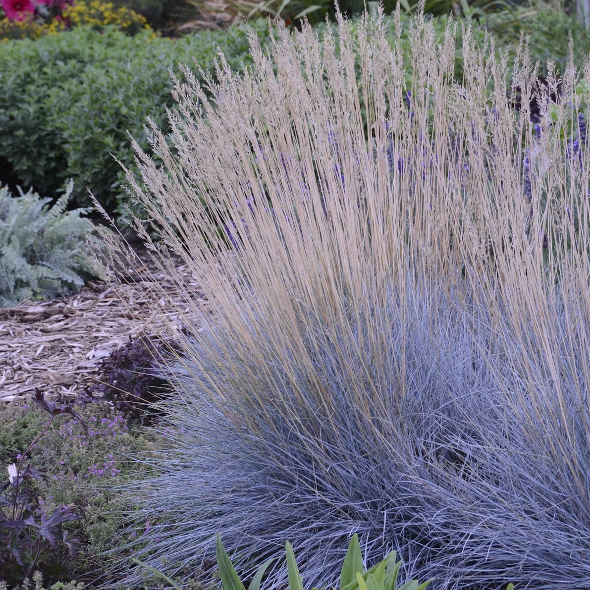 Festuca glauca 'Elijah Blue' 0001 high res.jpg