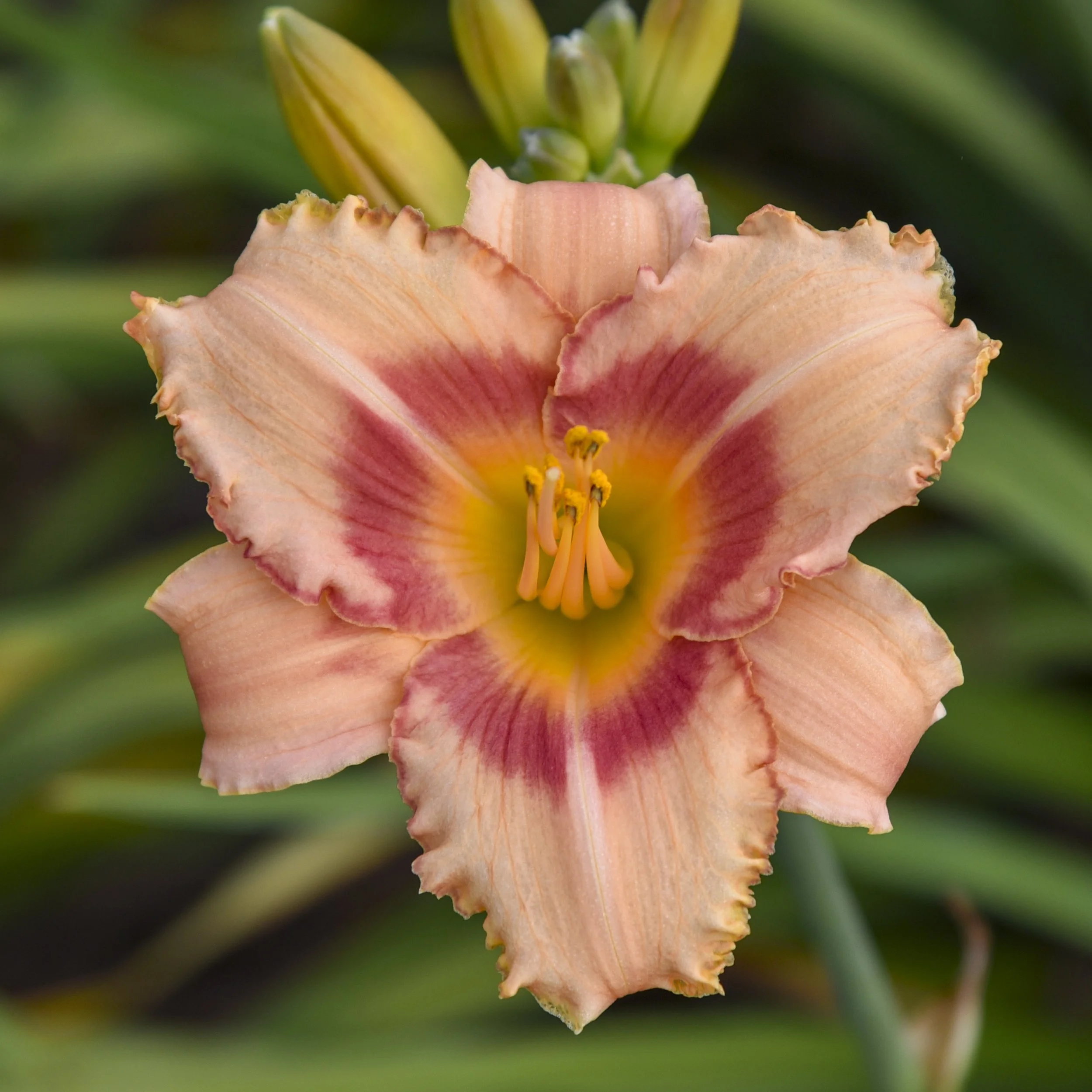 Hemerocallis 'Strawberry Candy'