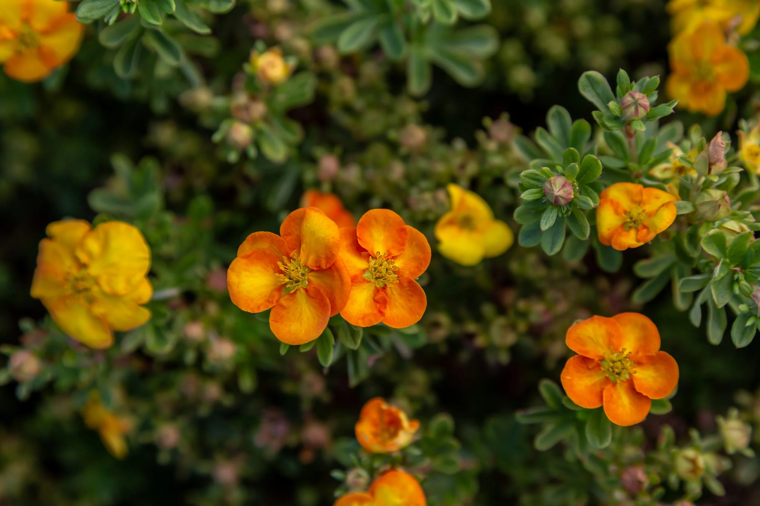 PotMarmalade-005.jpg
