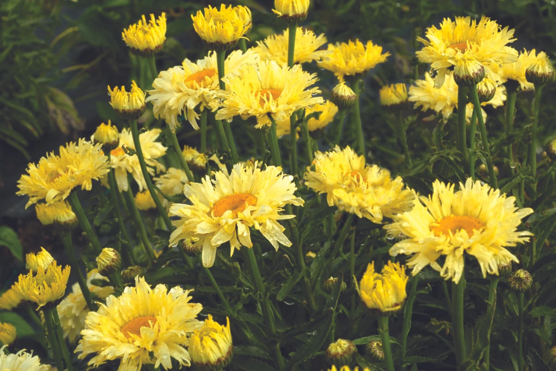 Leucanthemum-Goldfinch-3.jpg