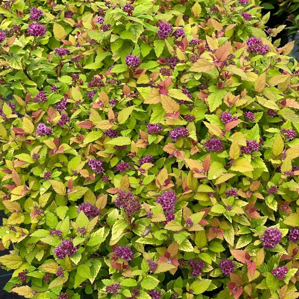 spirea-double-play-dolly-4.jpg