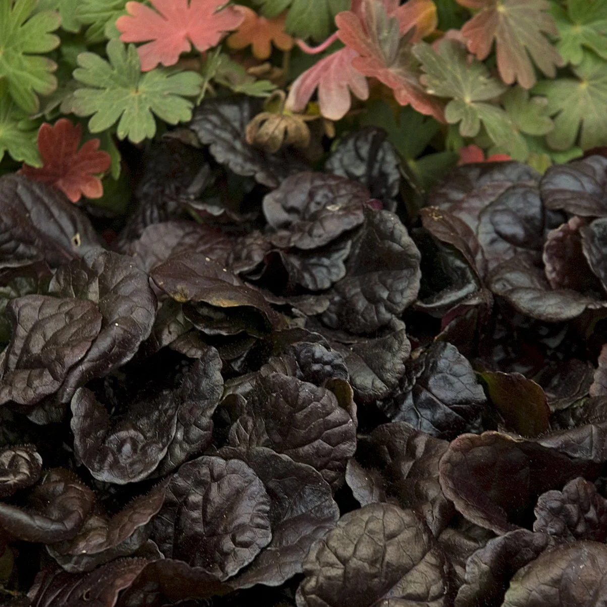 Ajuga reptans 'Black Scallop' PP15815 0002 high res.jpg