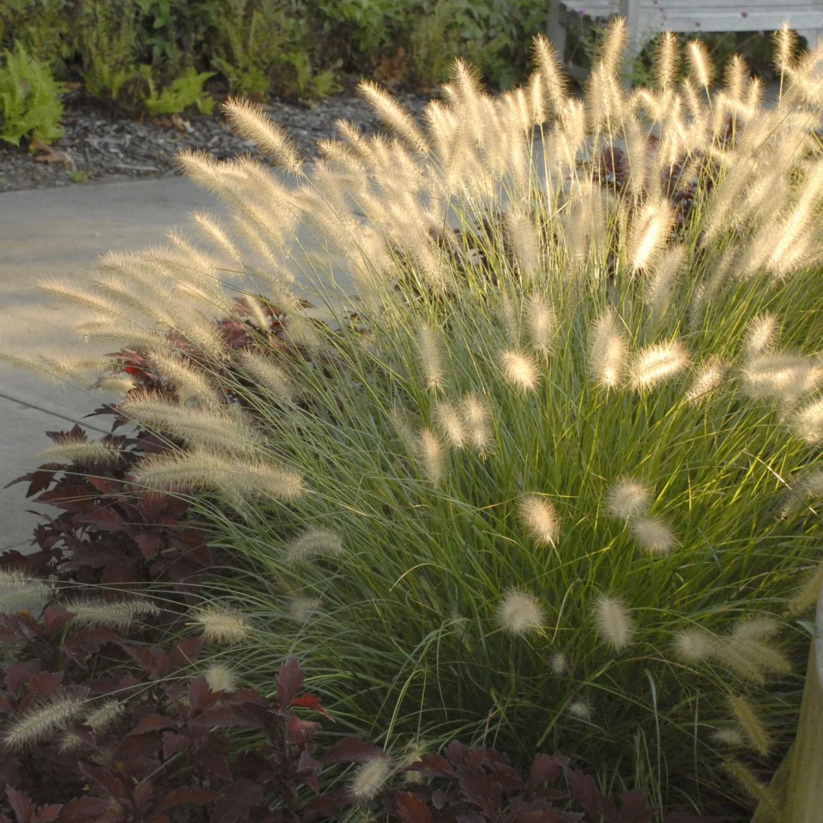 Pennisetum alopecuroides 'Hameln' 0002 high res.jpg