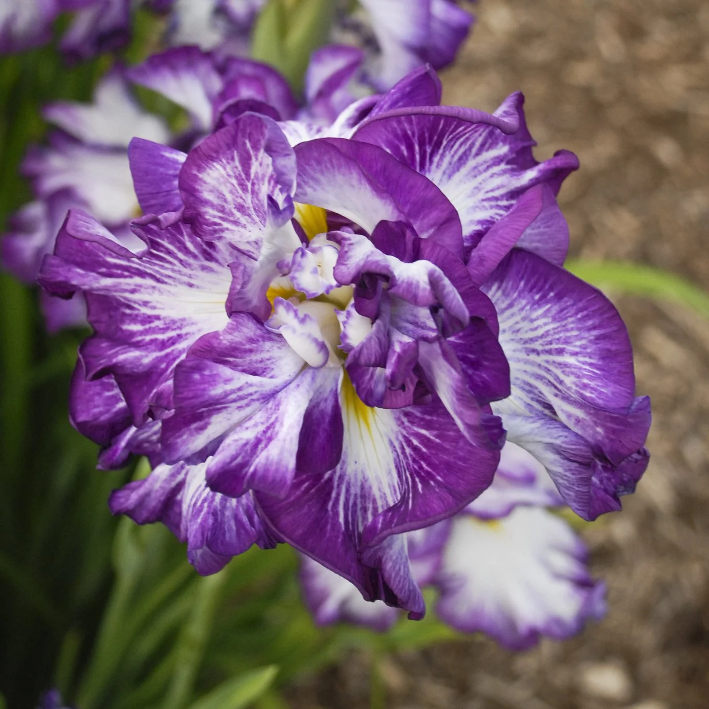 Iris ensata 'Lion King' 0003 high res.jpg