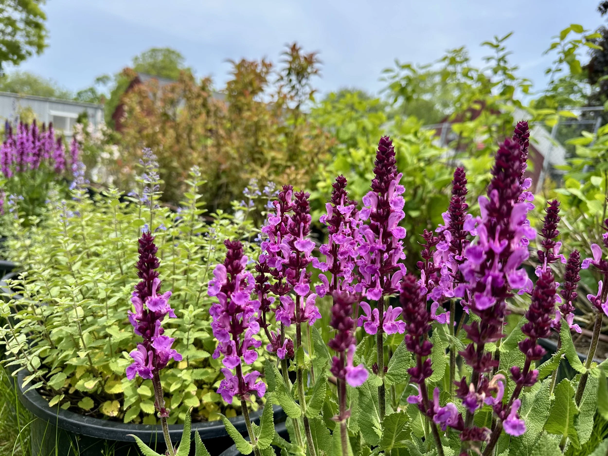 Salvia nemorosa 'Rose Marvel'