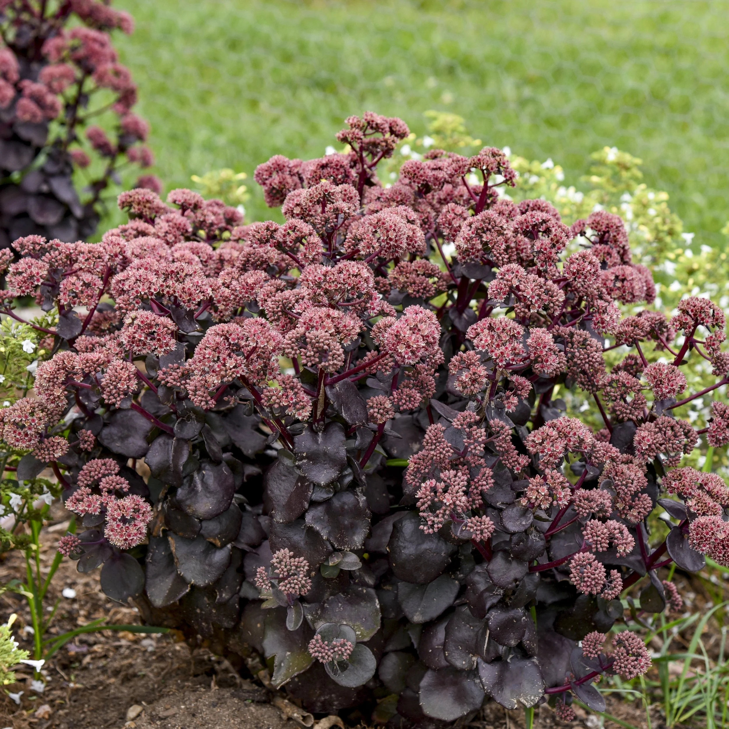 Sedum 'Night Embers' PP29211 0001 high res.jpg