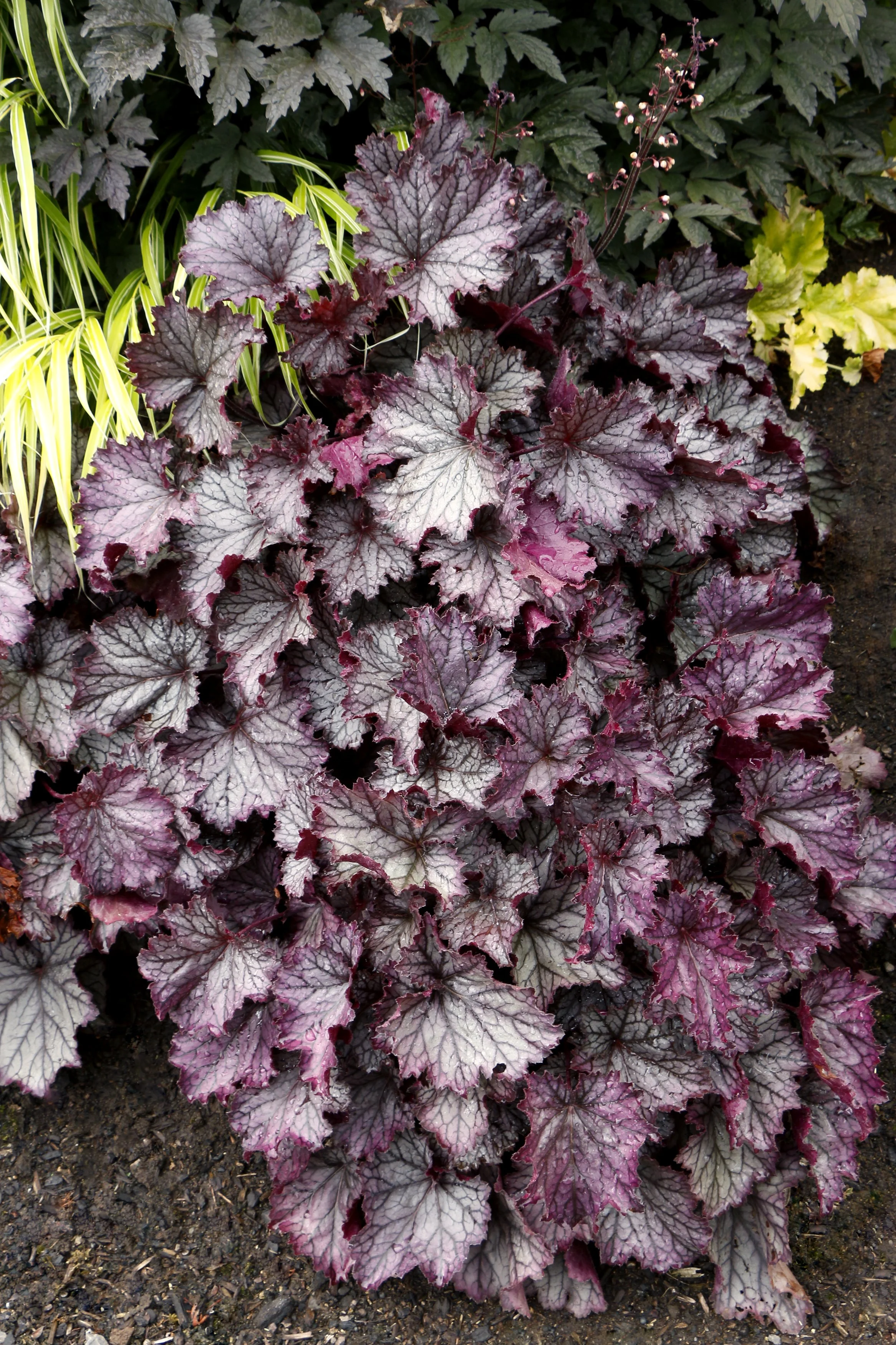 Heuchera-Northern-Exposure-Purple-7.jpg