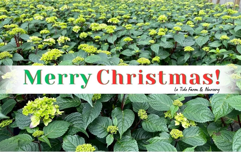Merry Christmas E-Gift Card