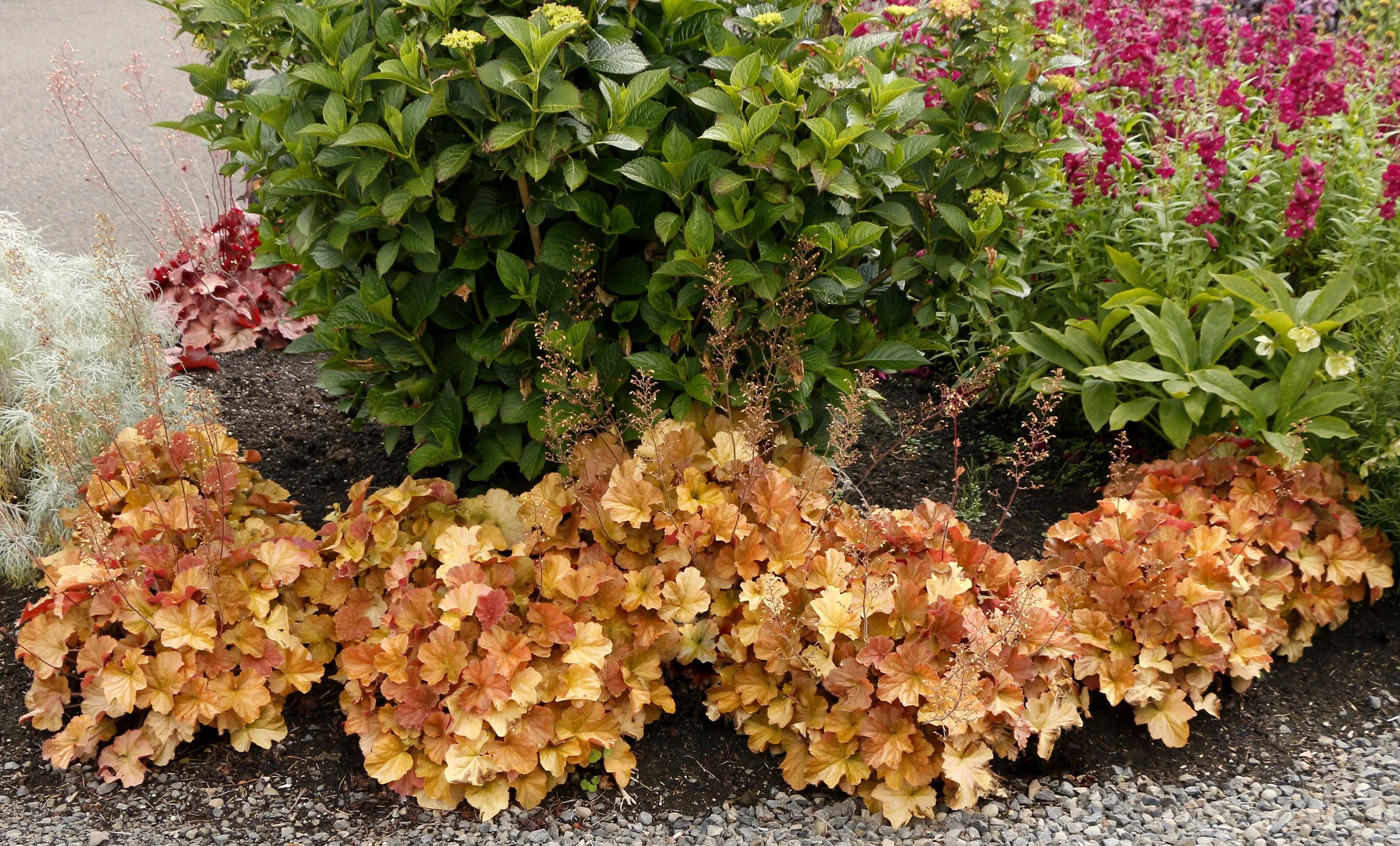 Heuchera-Northern-Exposure-Amber-11.jpg