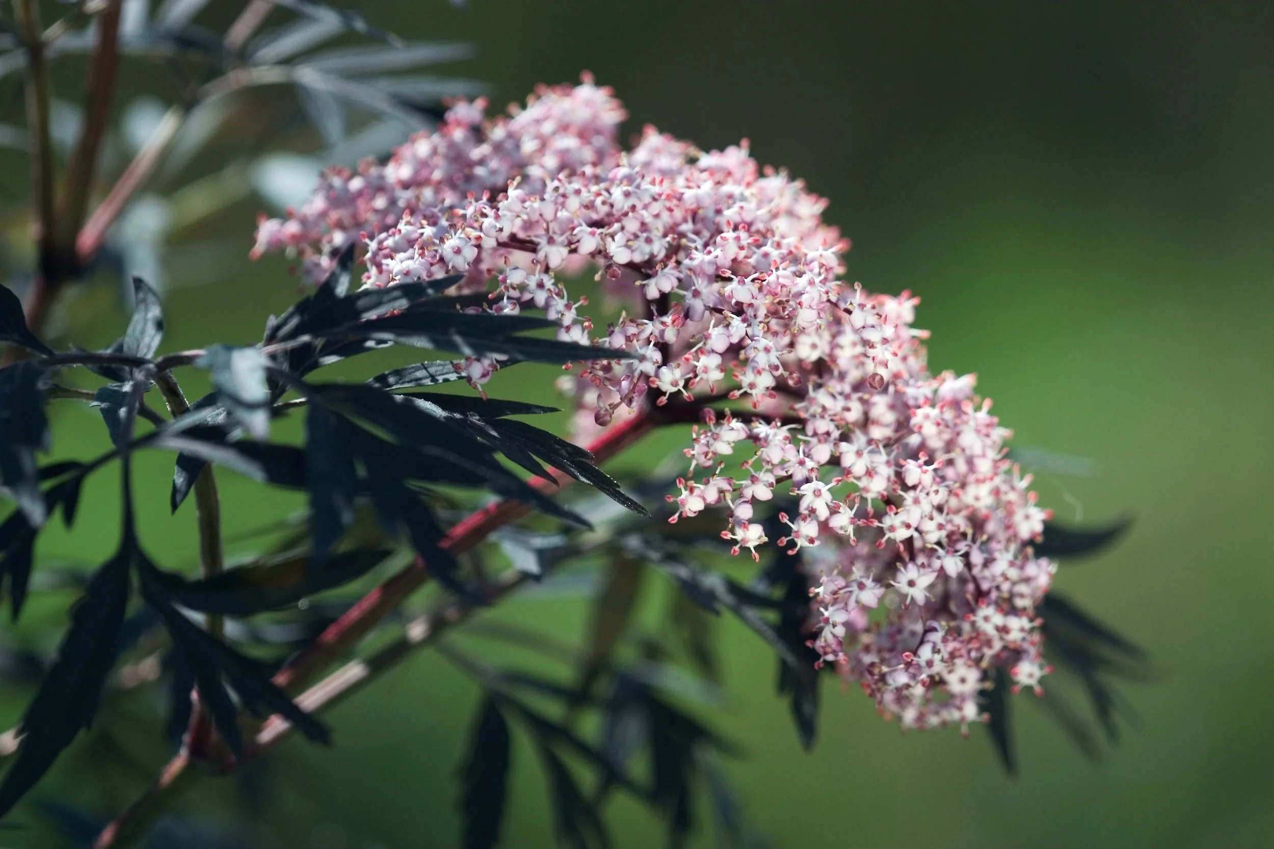 sambucus_black_lace_img_96.jpg
