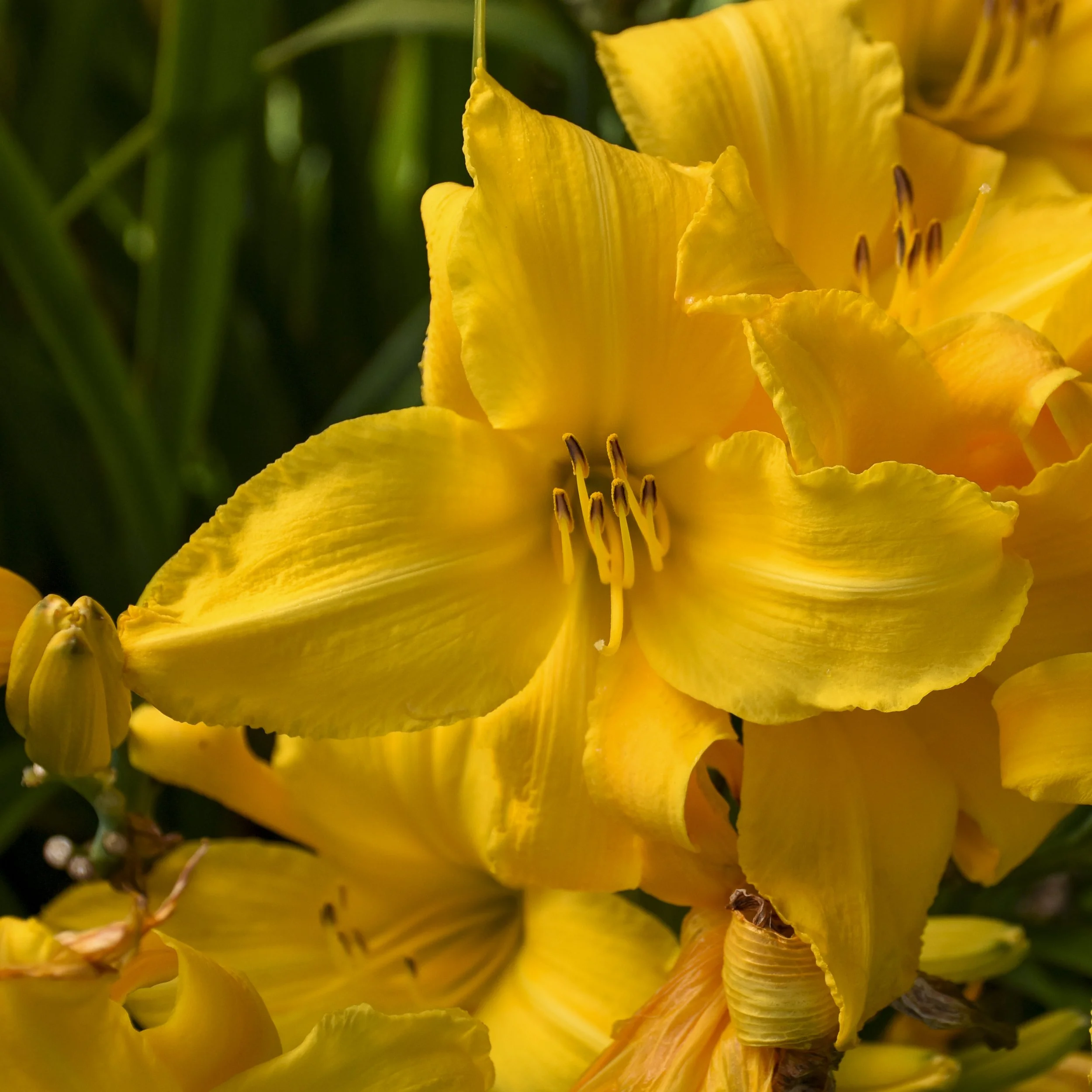 Hemerocallis 'Buttered Popcorn' 0002 high res.jpg