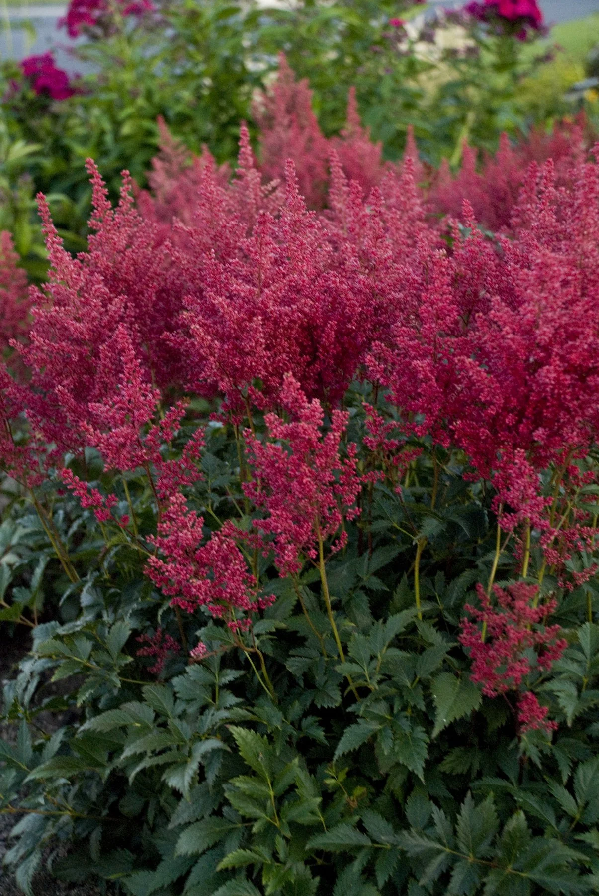 Astilbe japonica 'Montgomery'