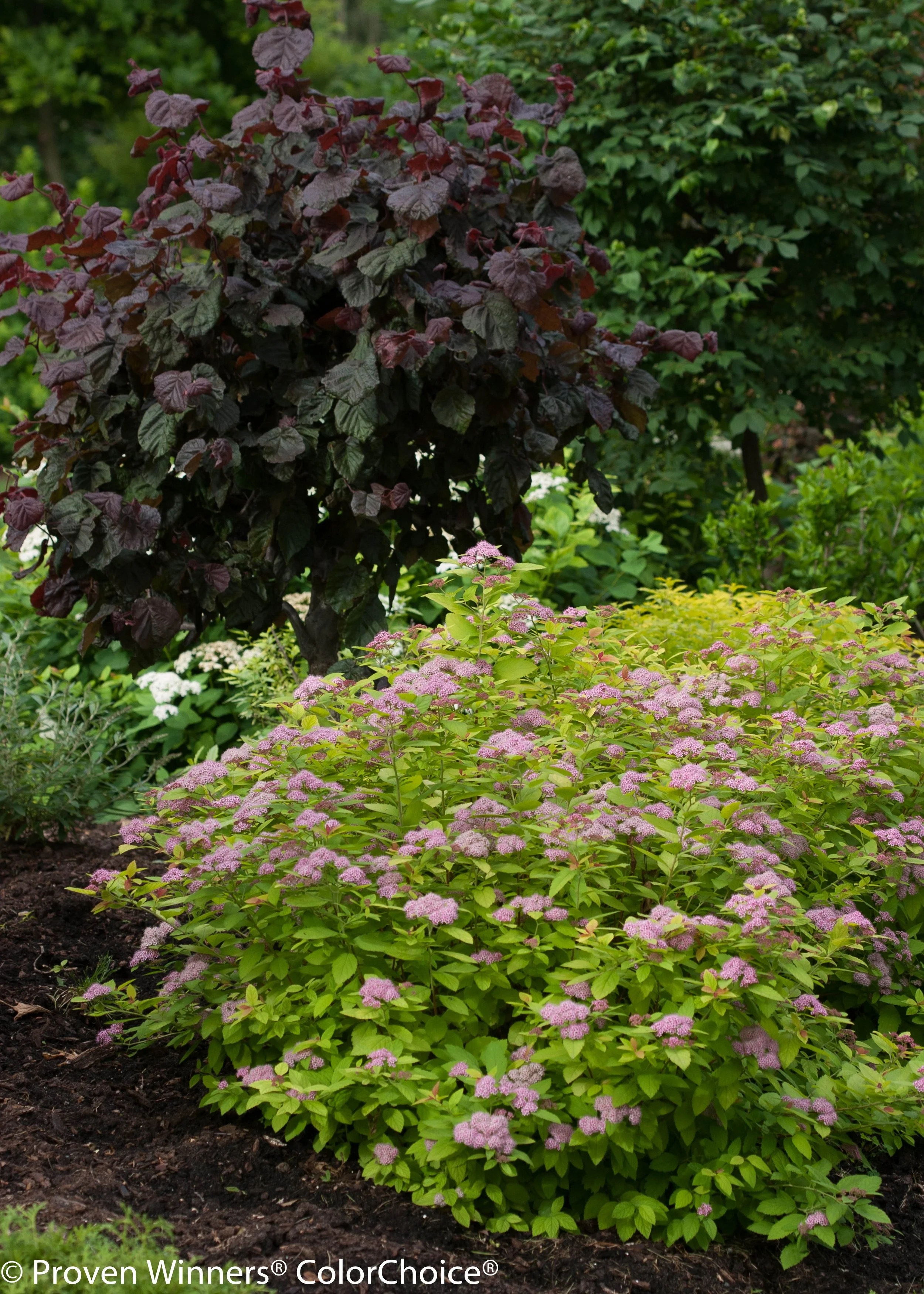 double_play_big_bang_spirea-7400.jpg