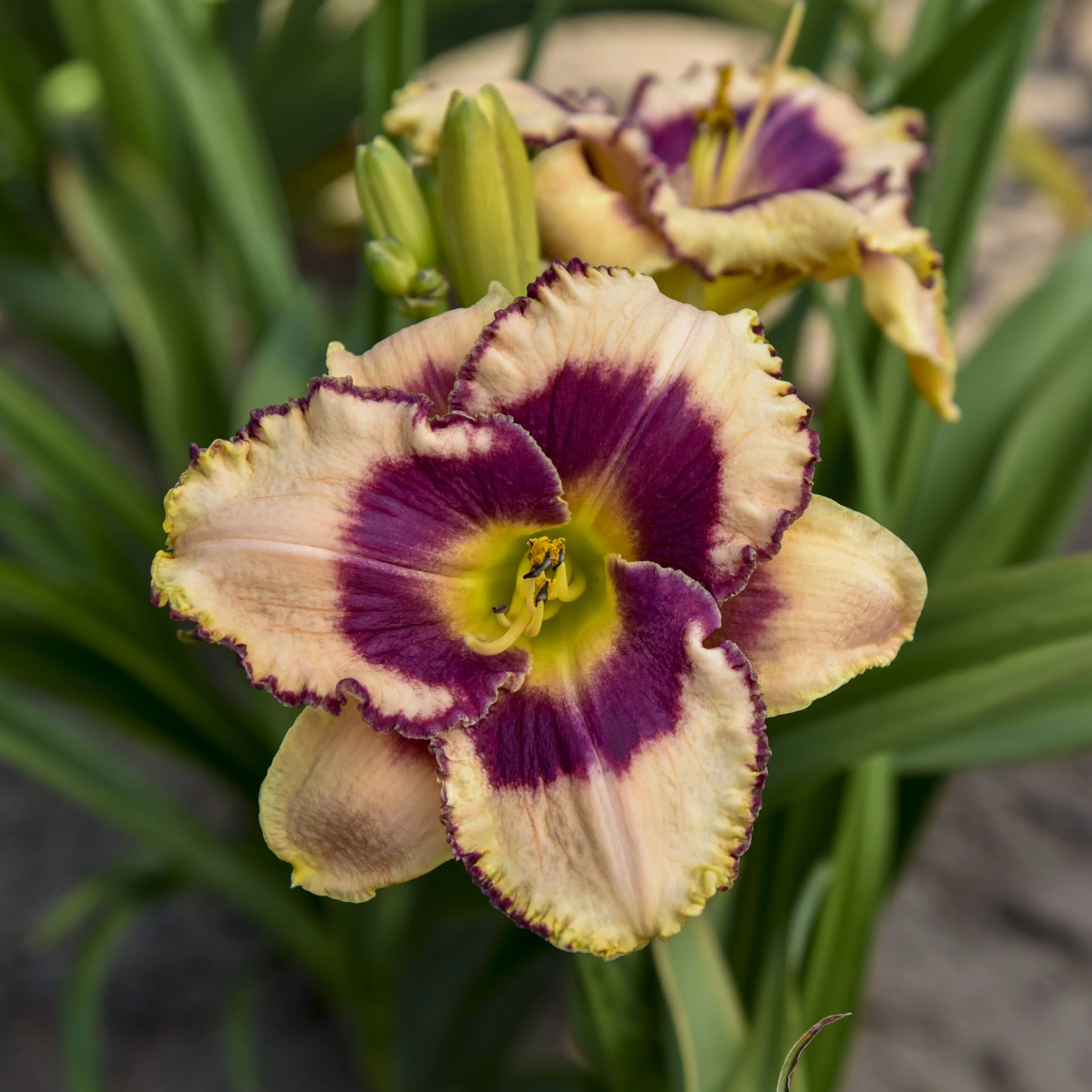 Hemerocallis 'Daring Deception' 0001 high res.jpg