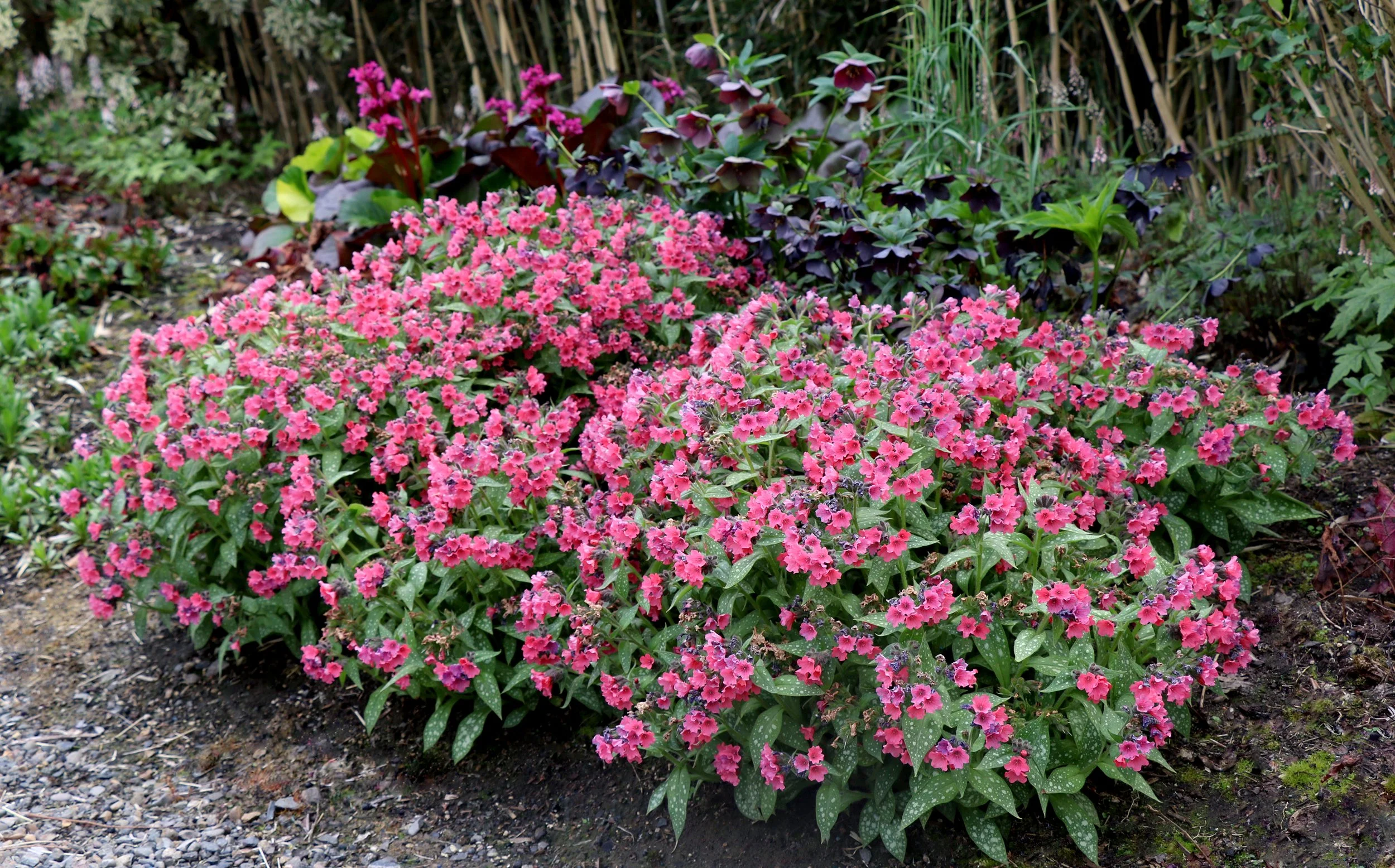 Pulmonaria-Shrimps-on-the-Barbie-3.jpg
