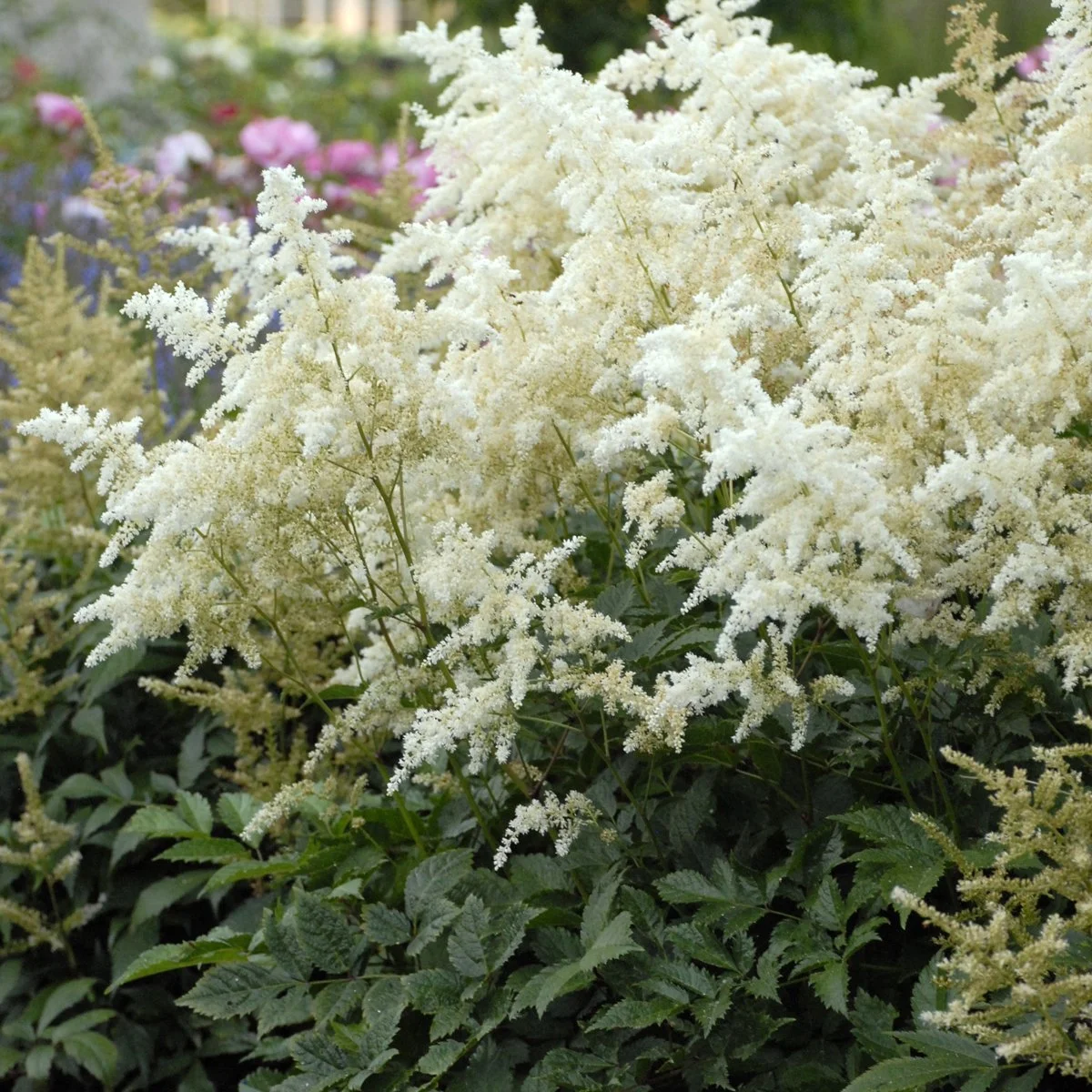 Astilbe japonica 'Deutschland'