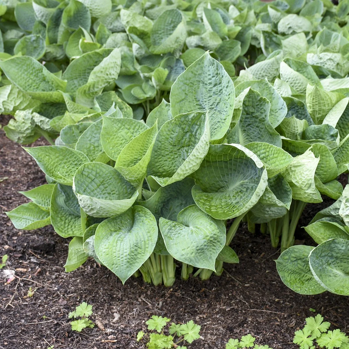 Hosta x 'Abiqua Drinking Gourd'