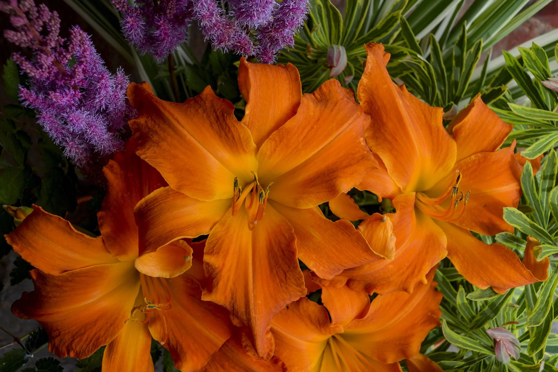 Hemerocallis 'Primal Scream'