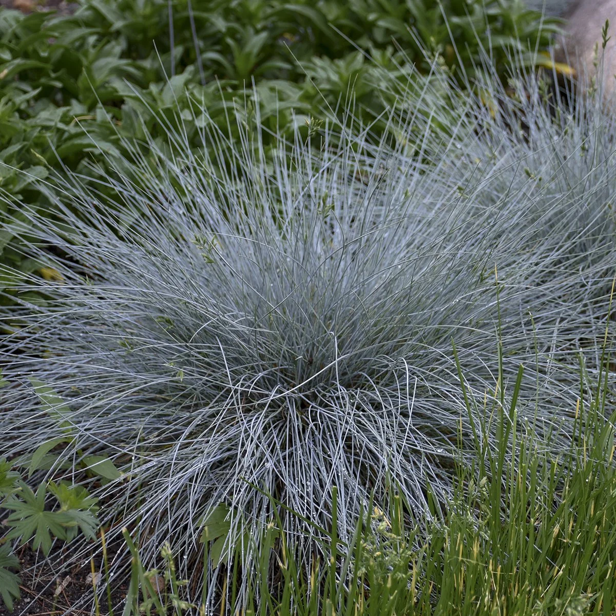 Festuca glauca 'Blue Whiskers' PP29200 0000 high res.jpg