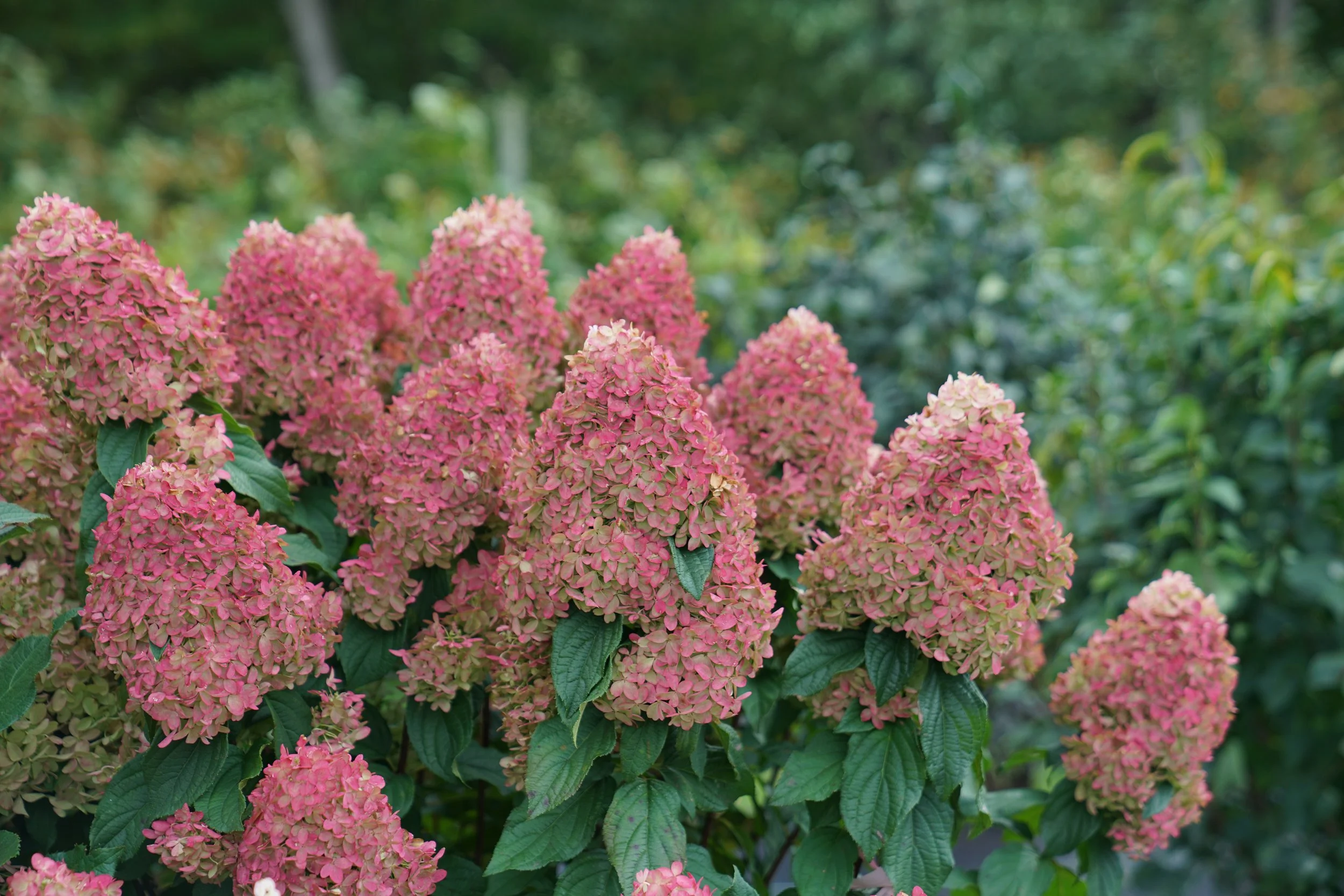 hydrangea-quick-fire-fab-8.jpg