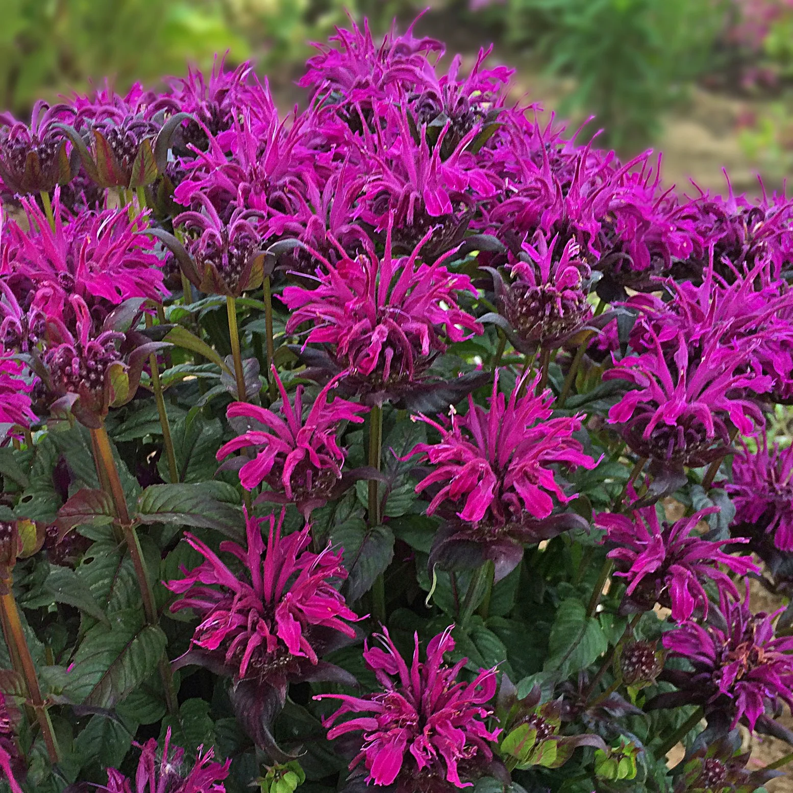 Monarda didyma 'Rockin' Raspberry'