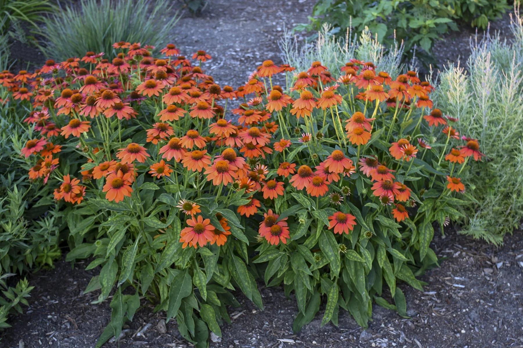 Echinacea x 'Adobe Orange'