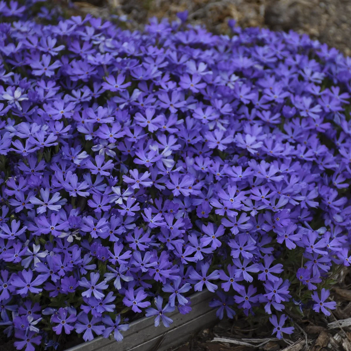Phlox 'Violet Pinwheels' PP25884 0002 high res.jpg