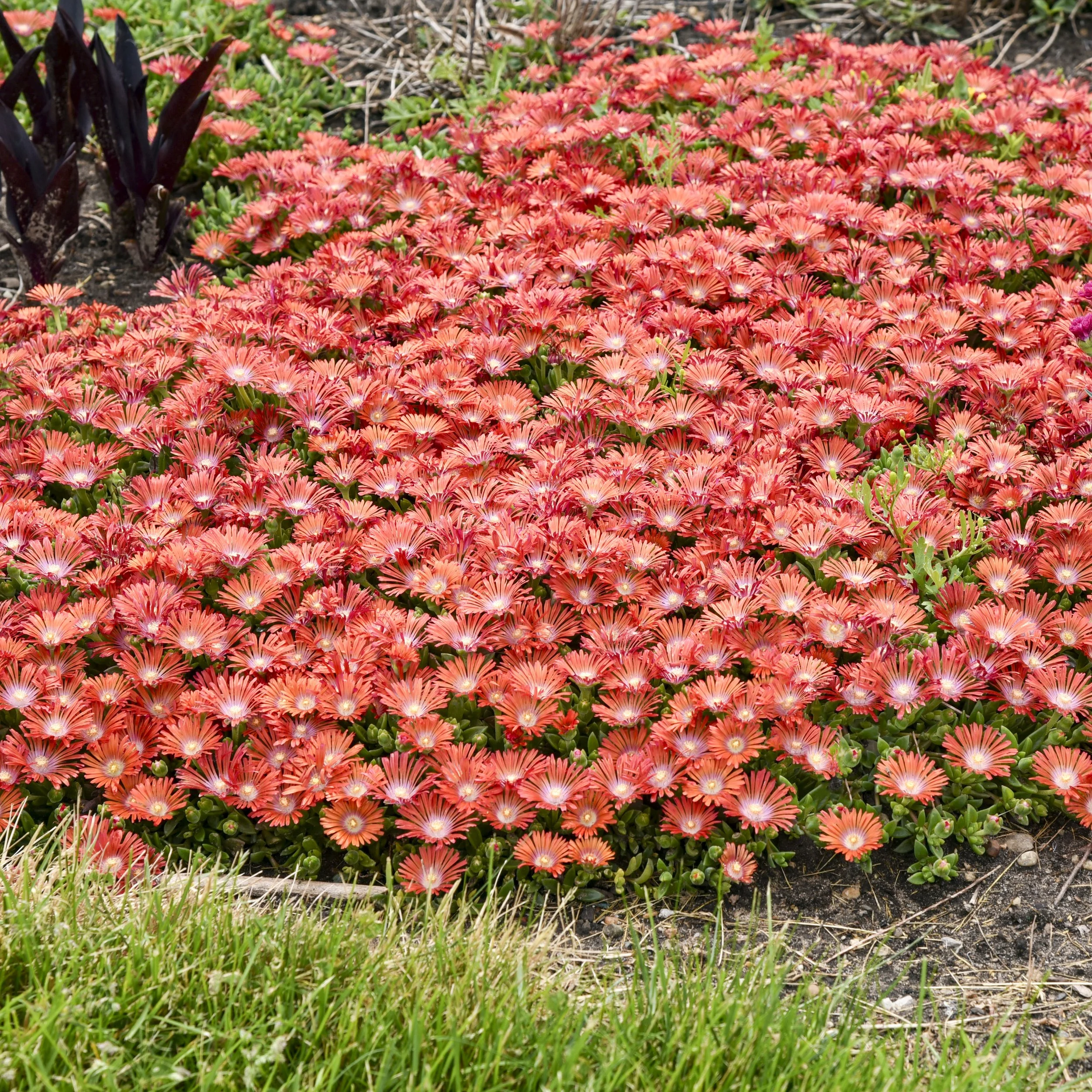 Delosperma 'Dancing Embers' PP36547 00000000000000000002 high res.jpg