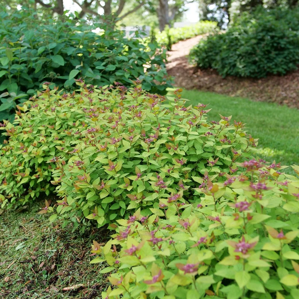 spirea-double-play-dolly-3.jpg