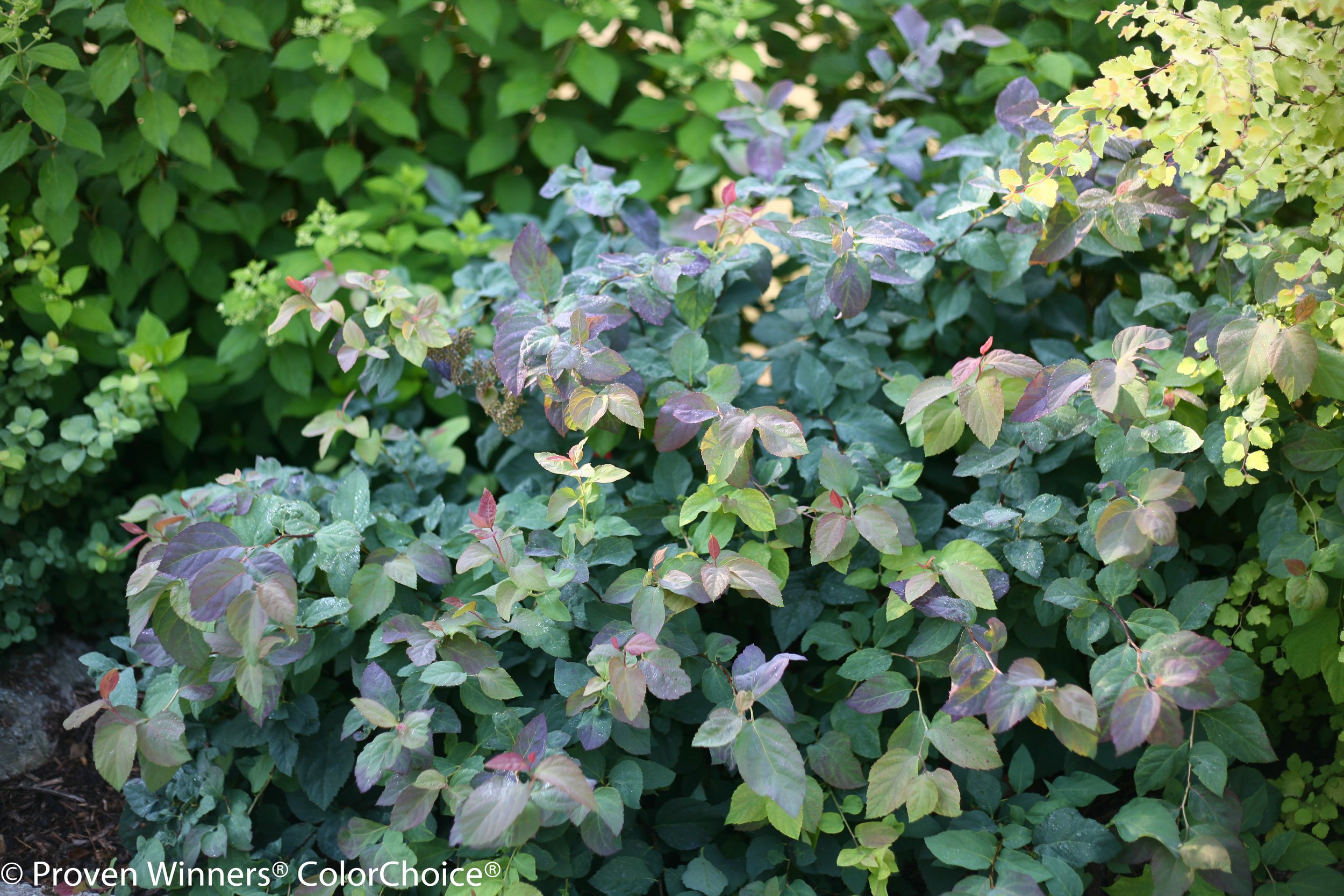 double_play_blue_kazoo_spirea-3125.jpg