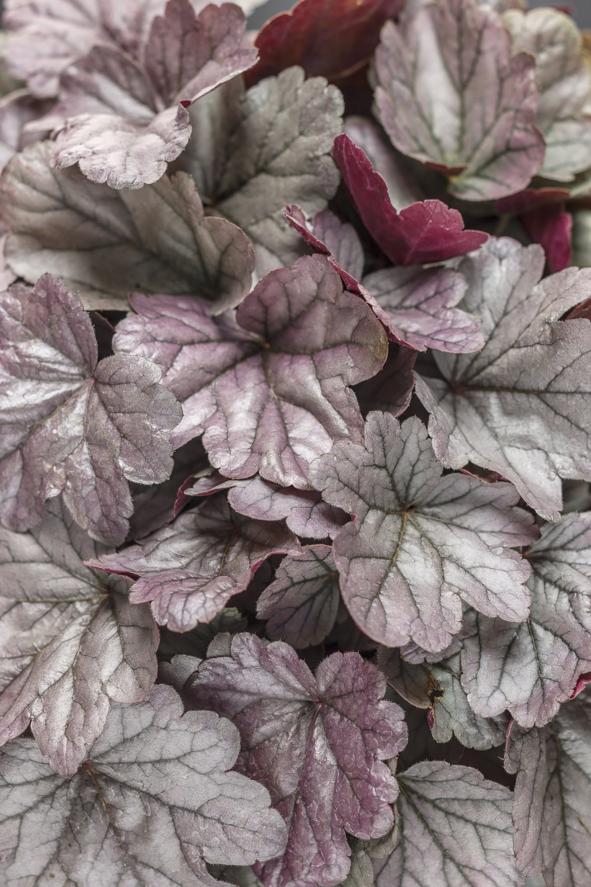 Heuchera 'Silver Gumdrop'