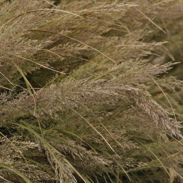 Calamagrostis brachytricha 0002 low res.jpg