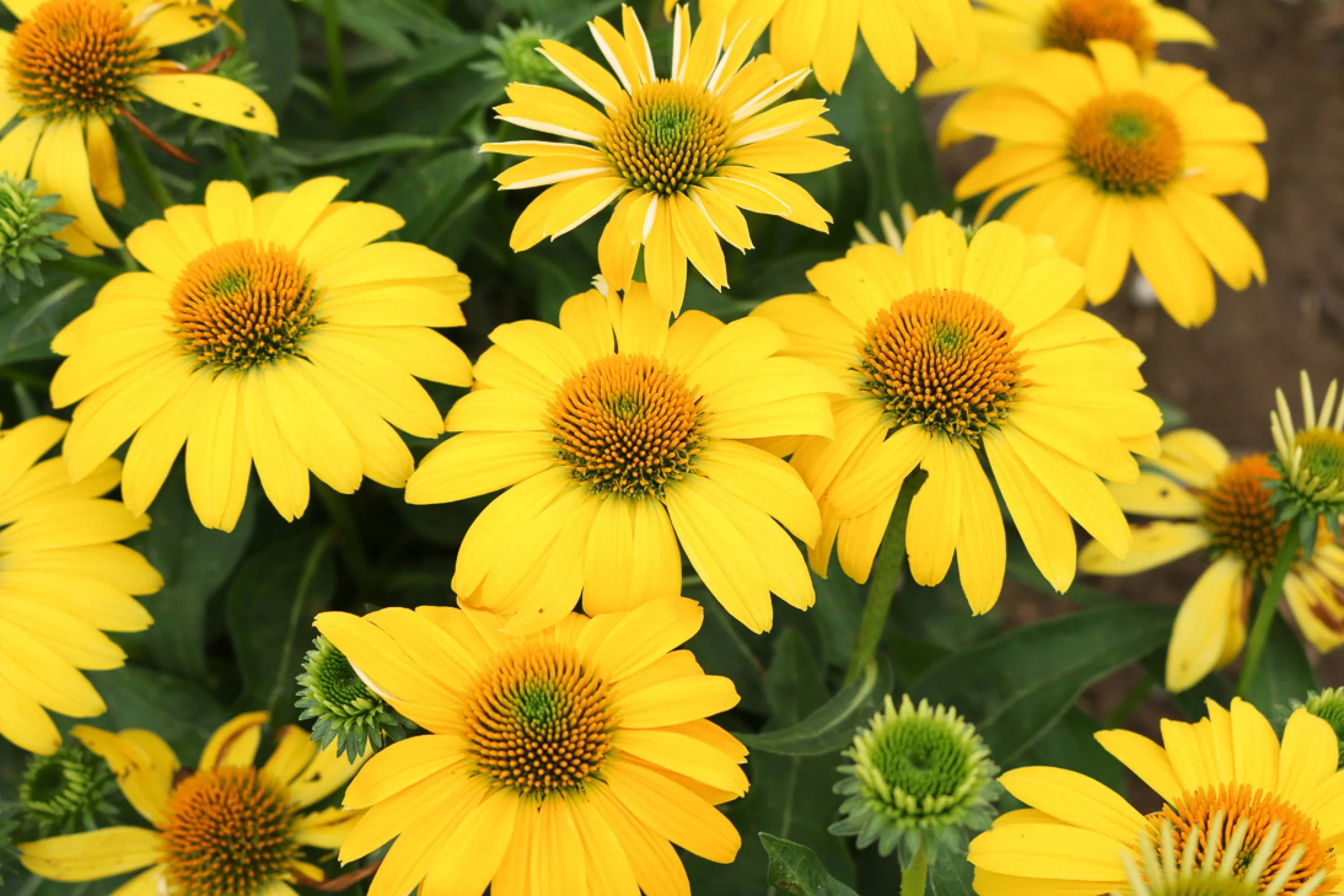 Echinacea x 'Lemon Yellow Improved'