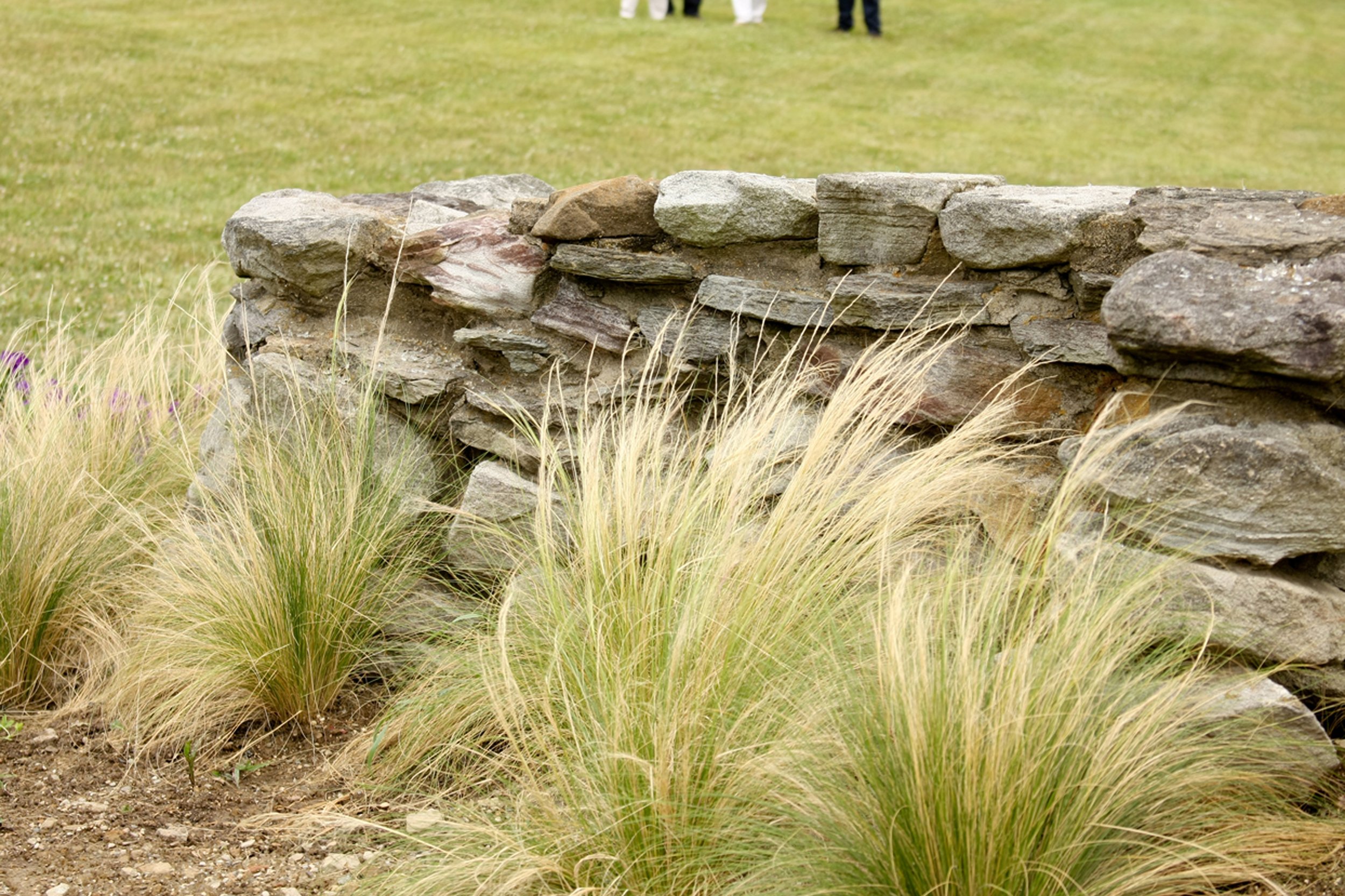 Nassella tenuissima (Finestem Needlegrass)