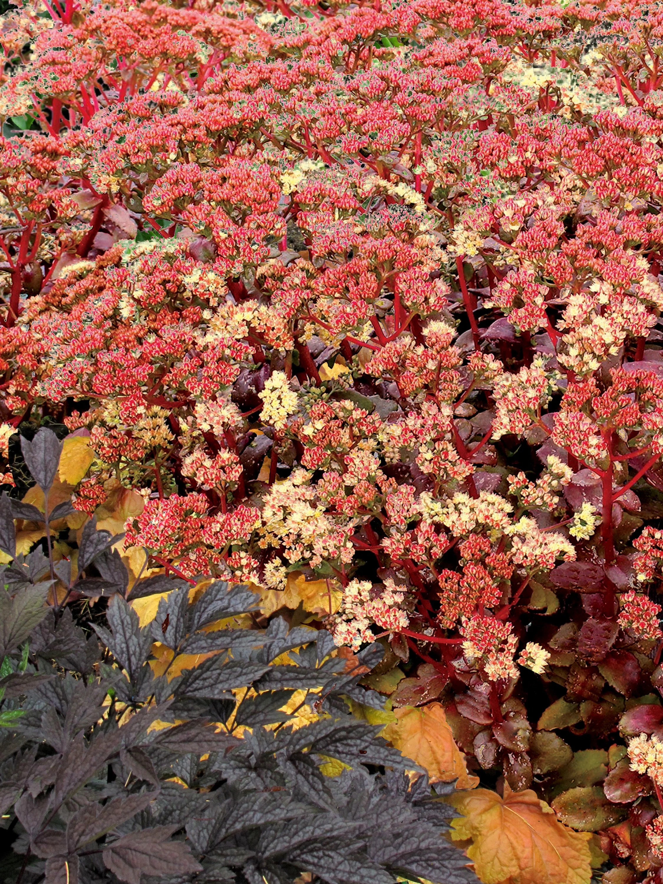 Sedum-Peach-Pearls-3.jpg
