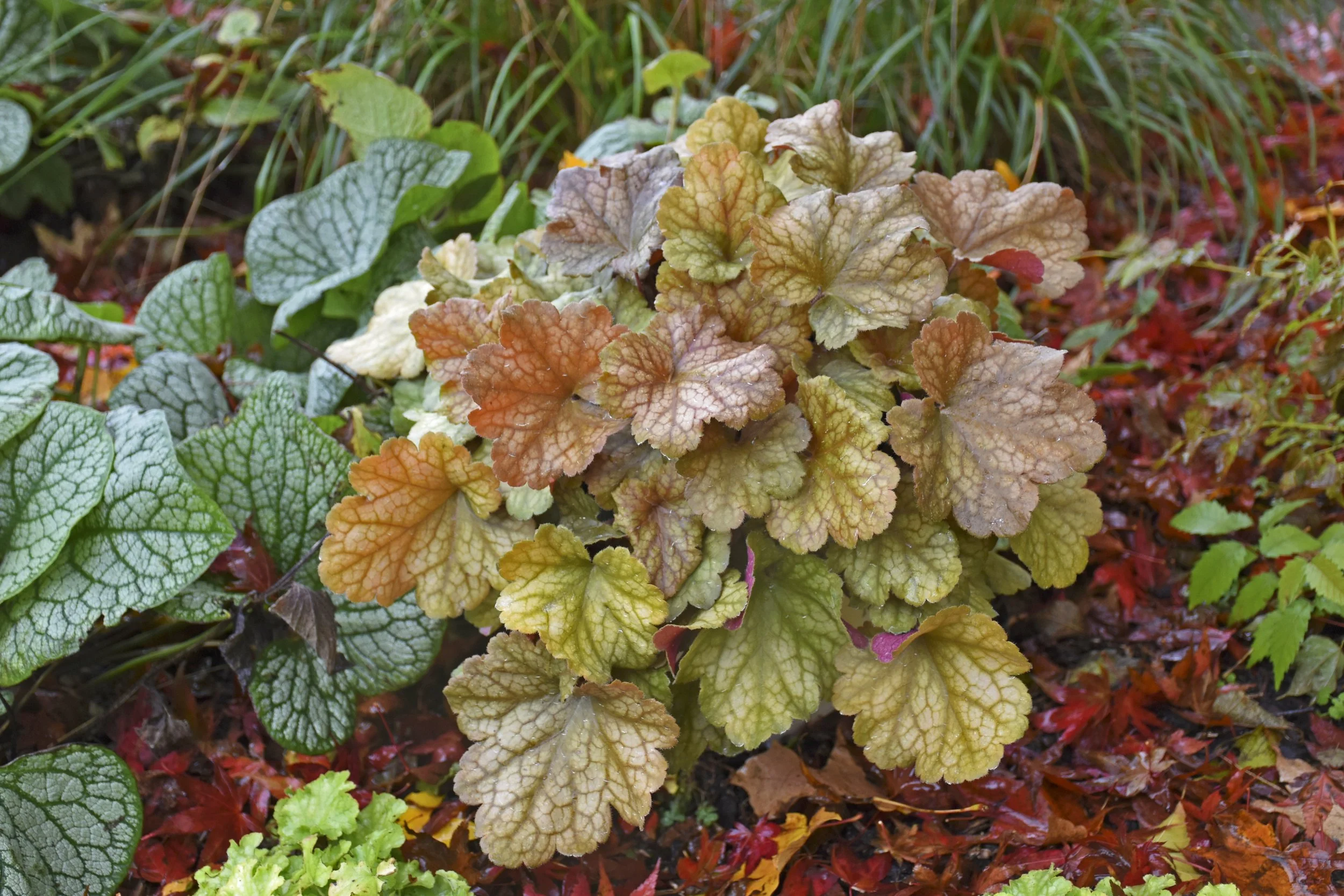 Heuchera 'Toffee Tart'