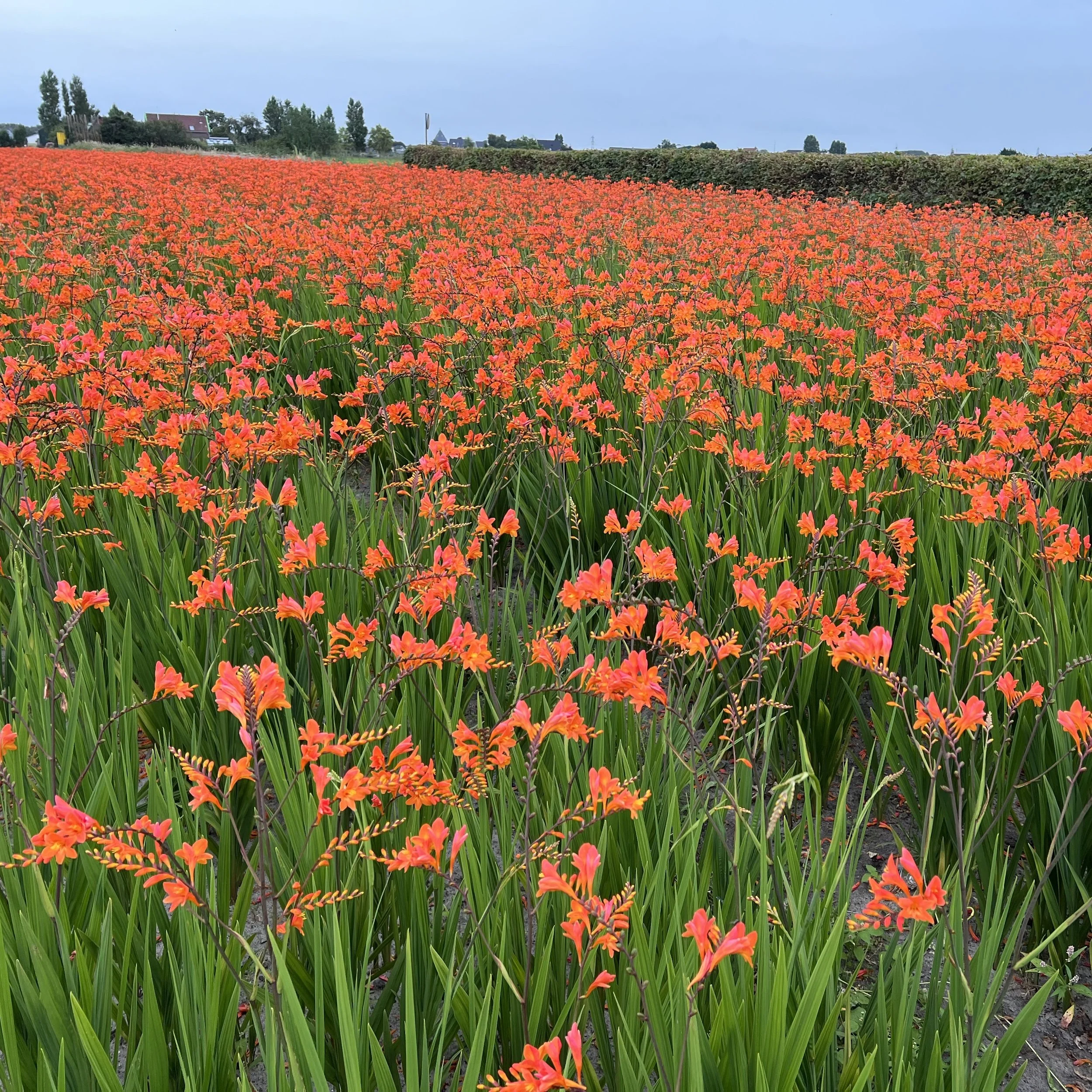 Crocosmia 'Peach Melba' 0001 high res.jpg