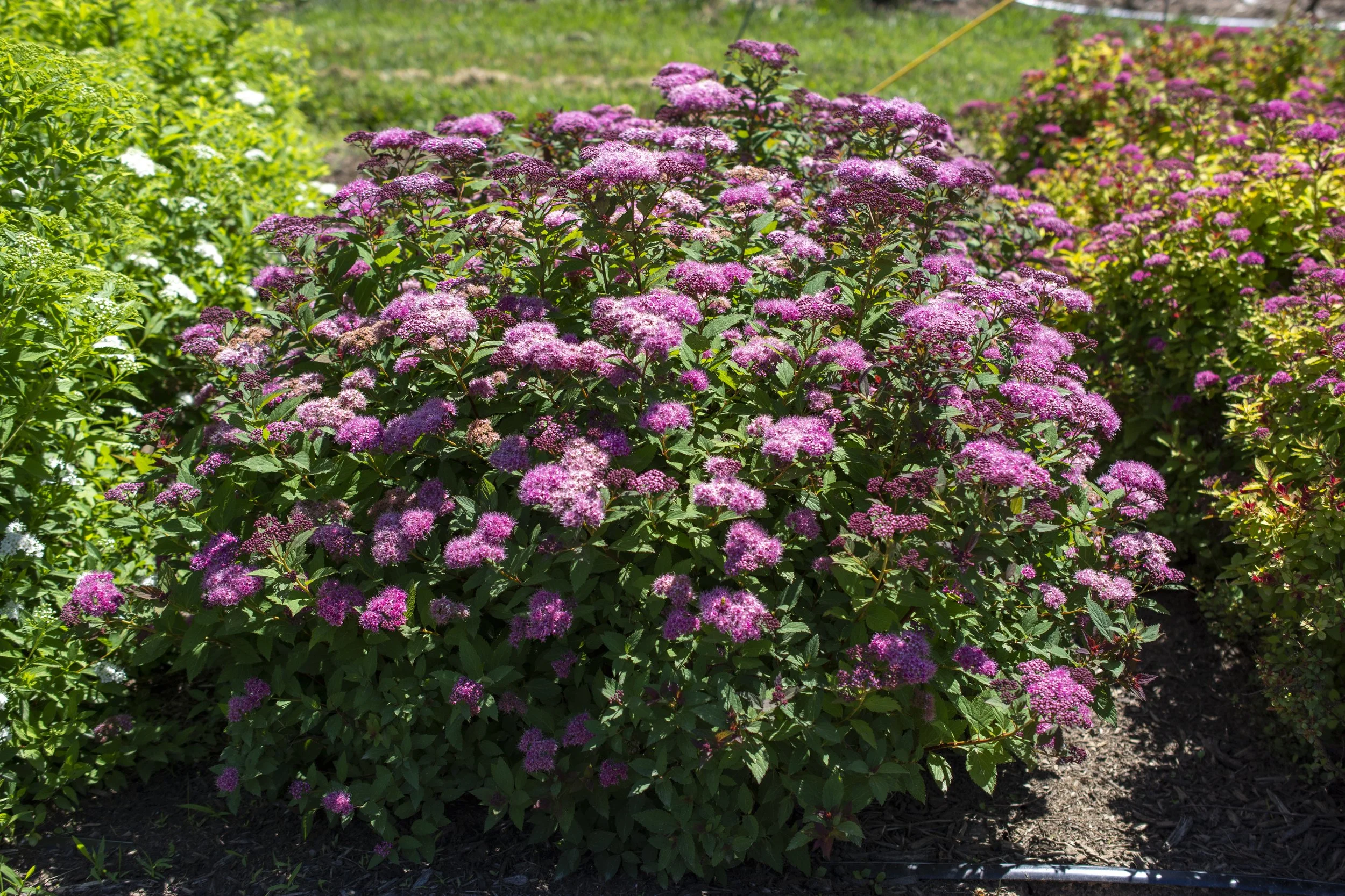 Ice Dragon Spiraea-1.jpg