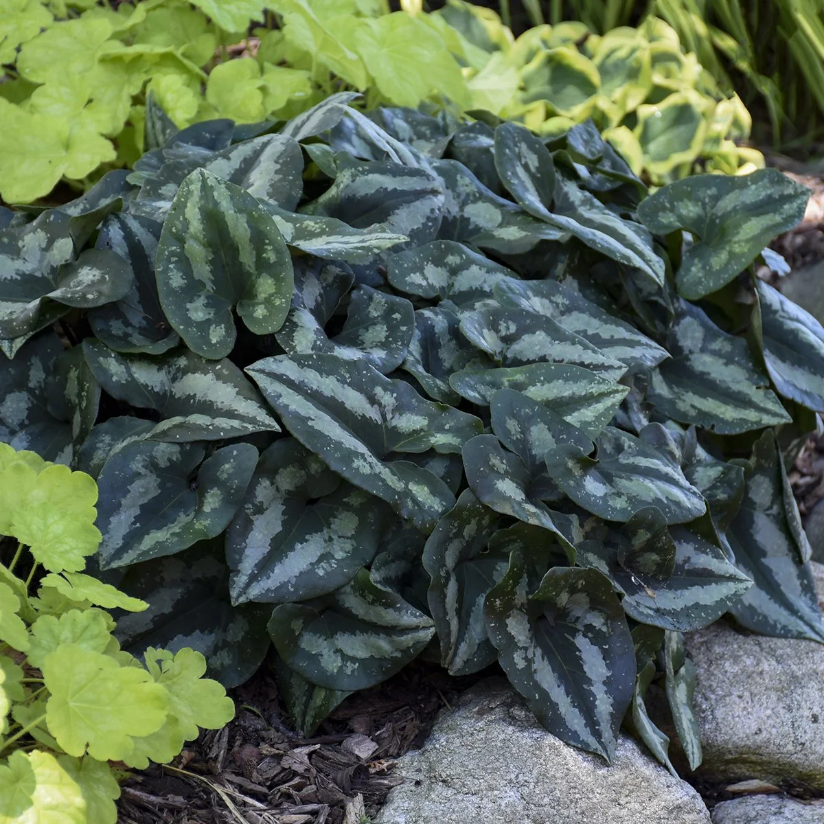 Asarum splendens 0000 high res.jpg