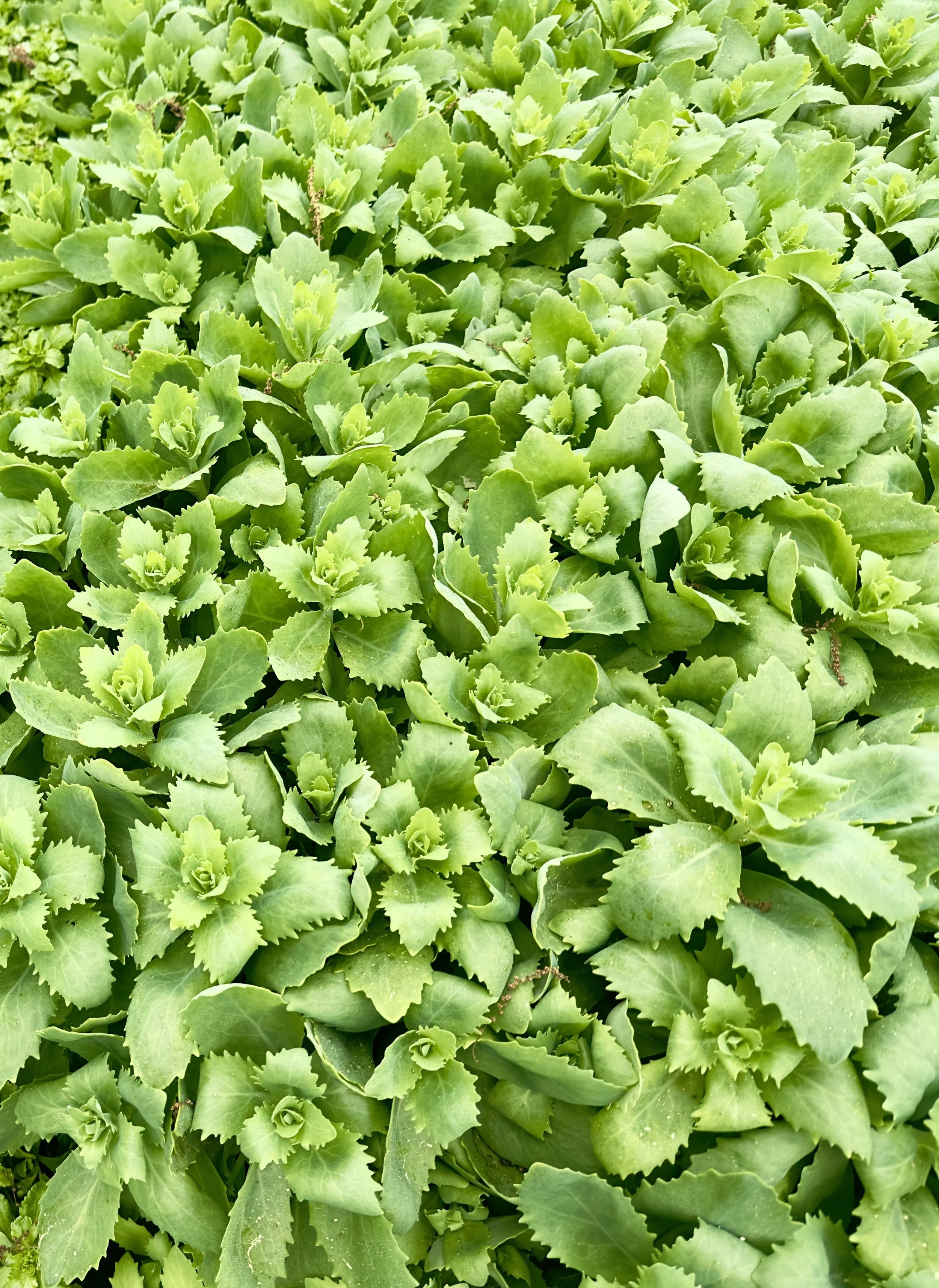 Pachysandra terminalis 'Green Carpet'