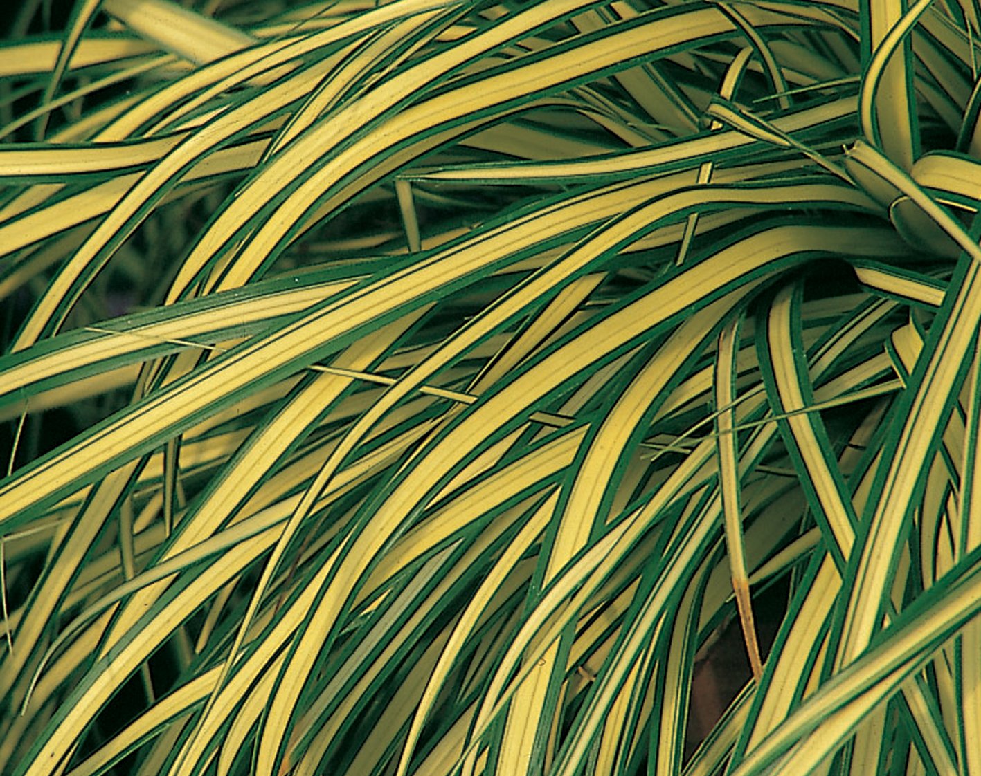 Carex morrowii 'Evergold'