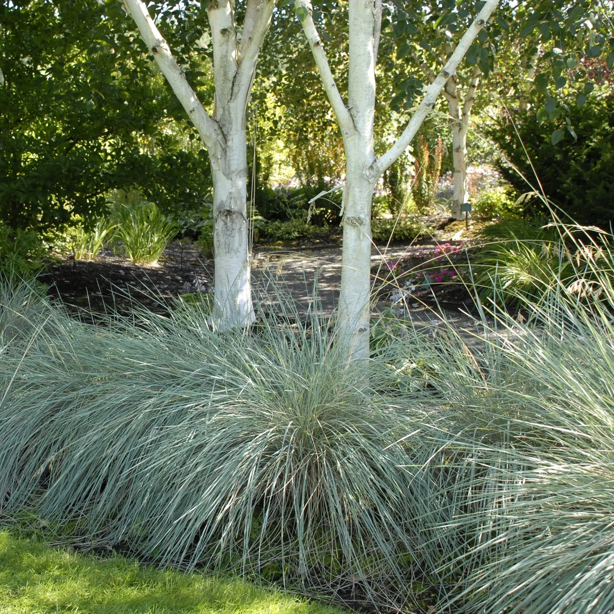 Helictotrichon sempervirens 0003 high res.jpg