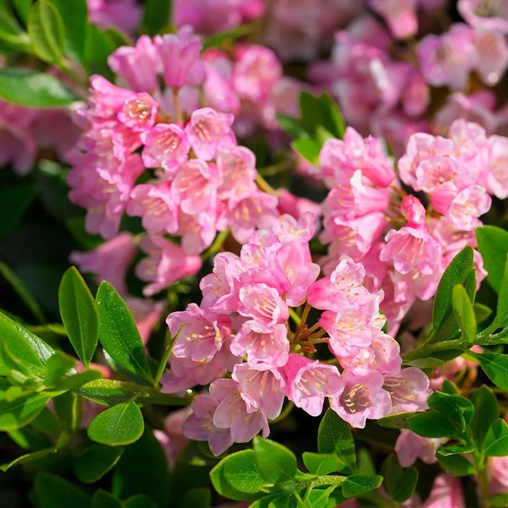 Rhododendron-Bloombux-Magenta-bloom-02.jpg
