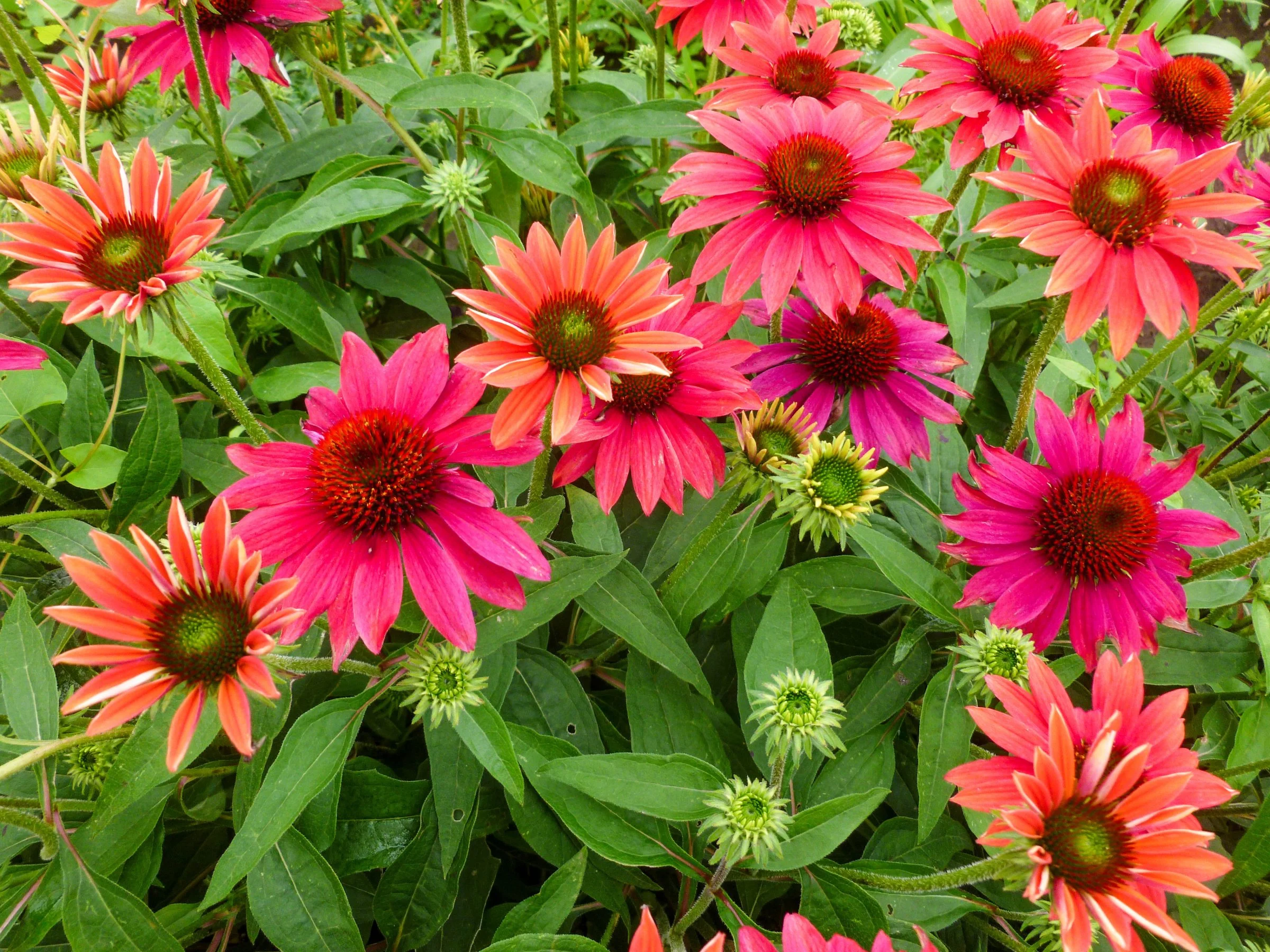 Echinacea x 'Tres Amigos'