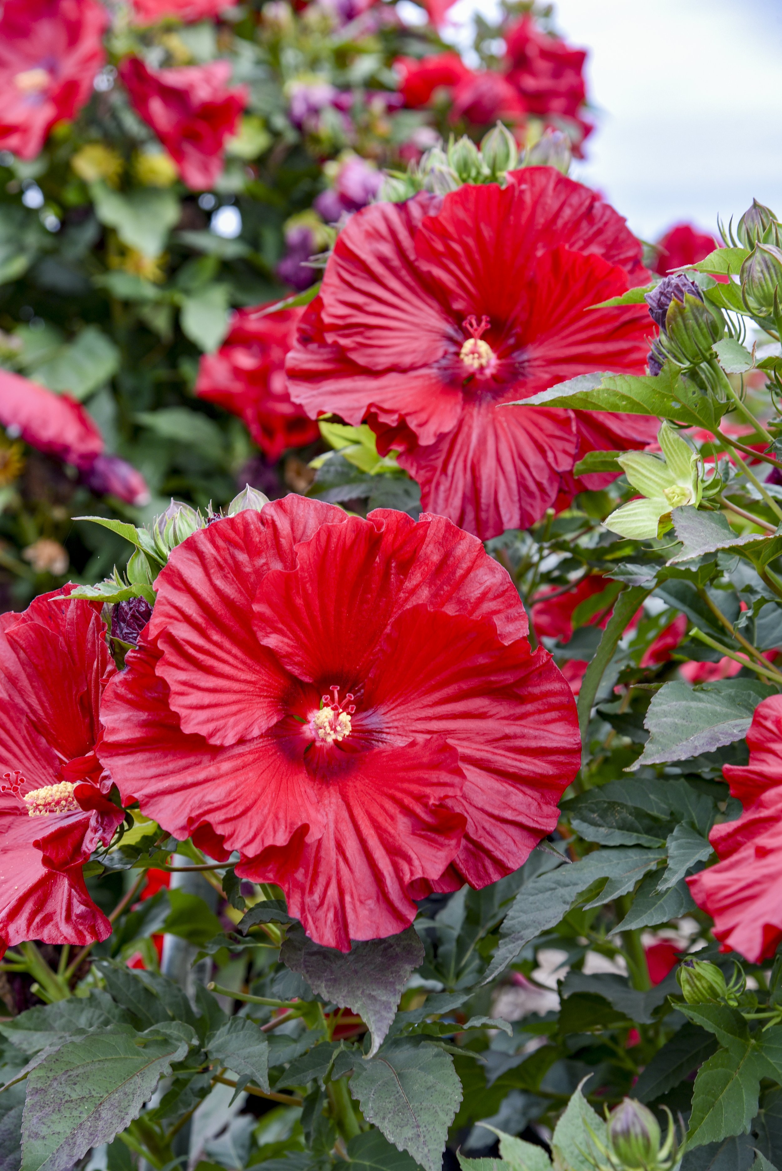 Hibiscus x 'Garnet Globes'
