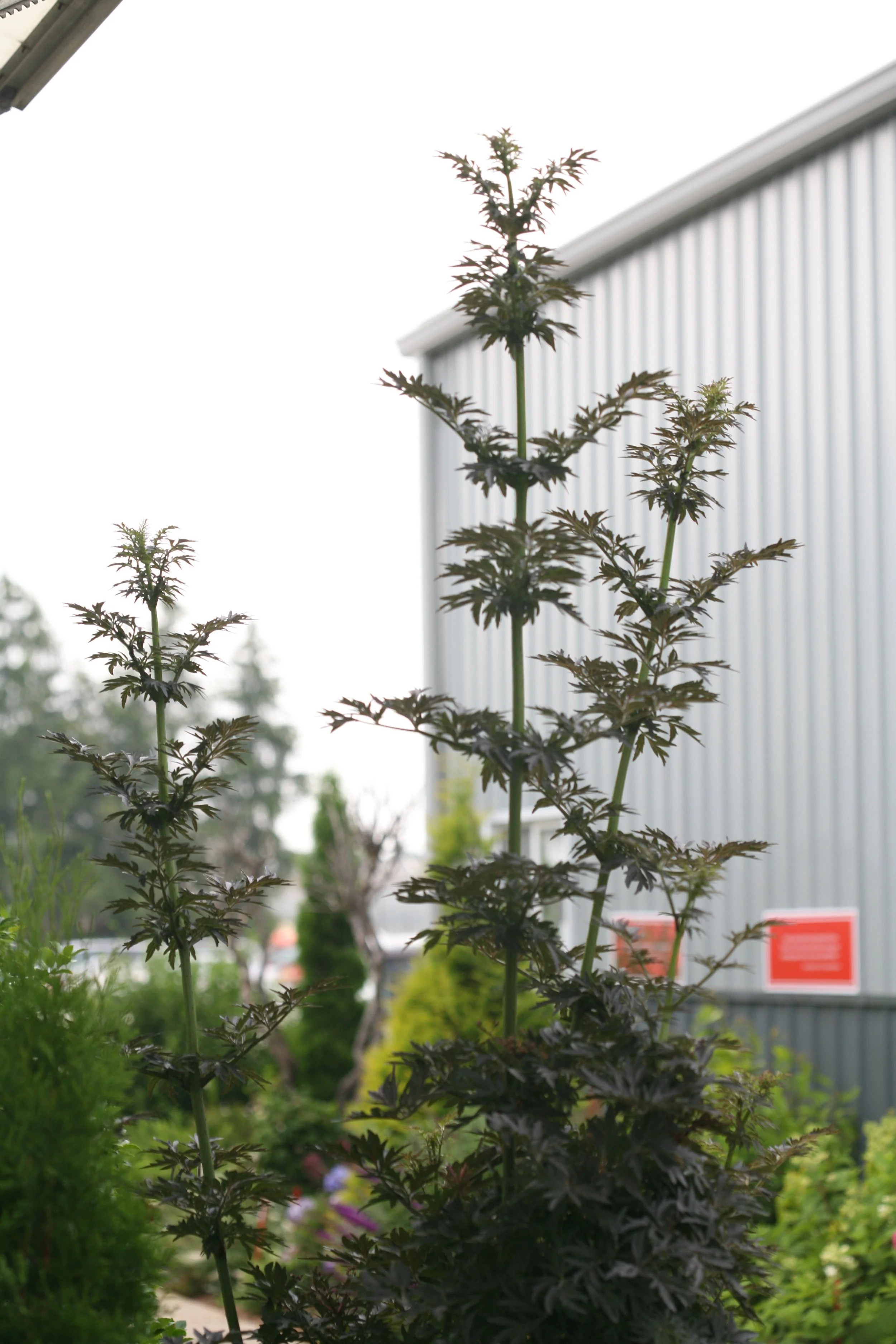 laced_up_fastigiate_sambucus_landscape.jpg