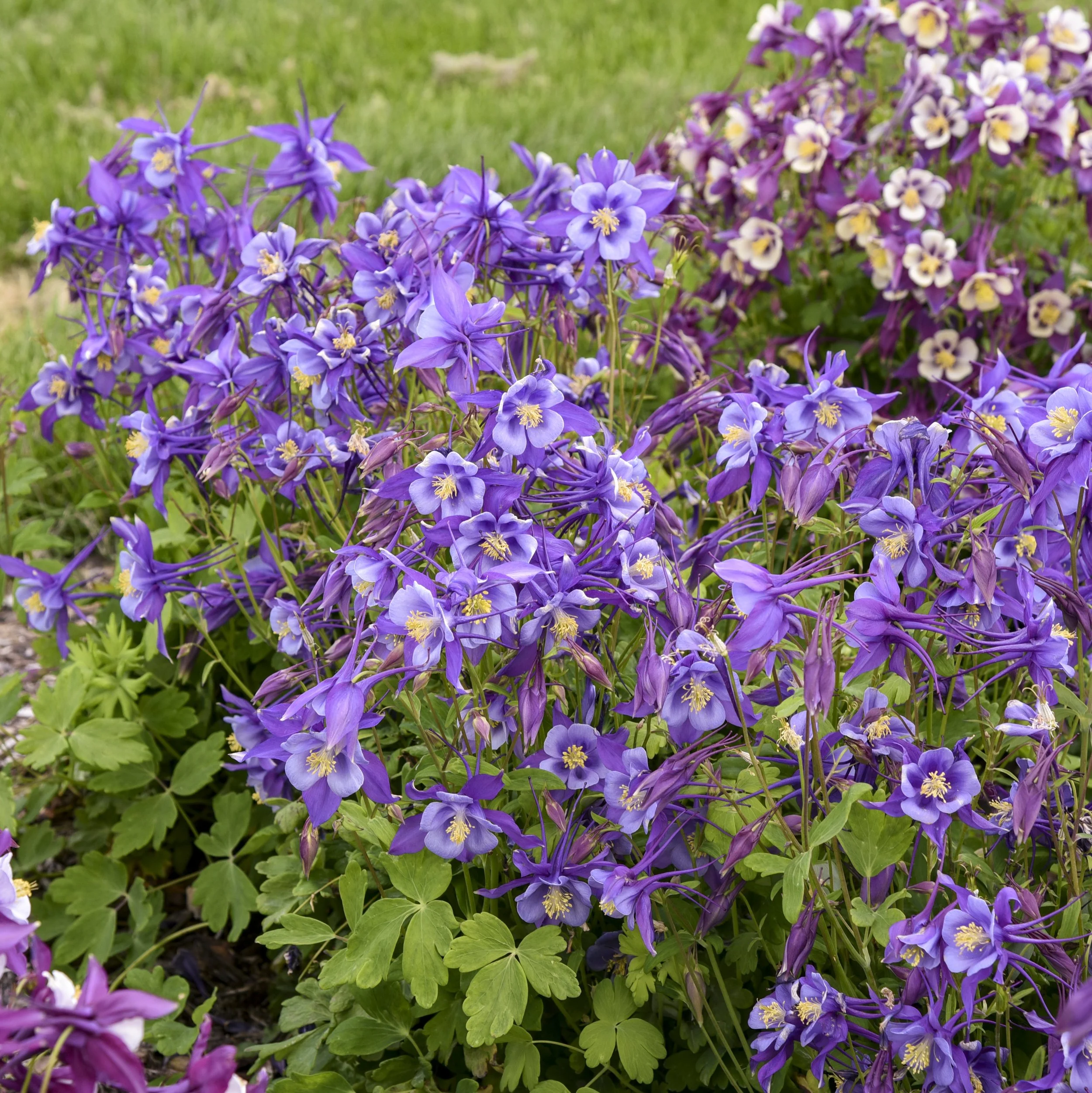 Aquilegia EARLYBIRD™ Purple Blue ('PAS1258487') 0001 high res.jpg